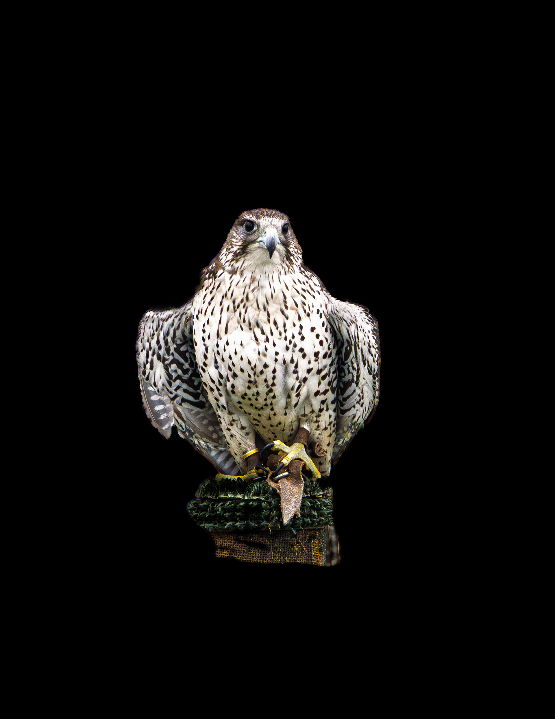 Gyrfalcon No2