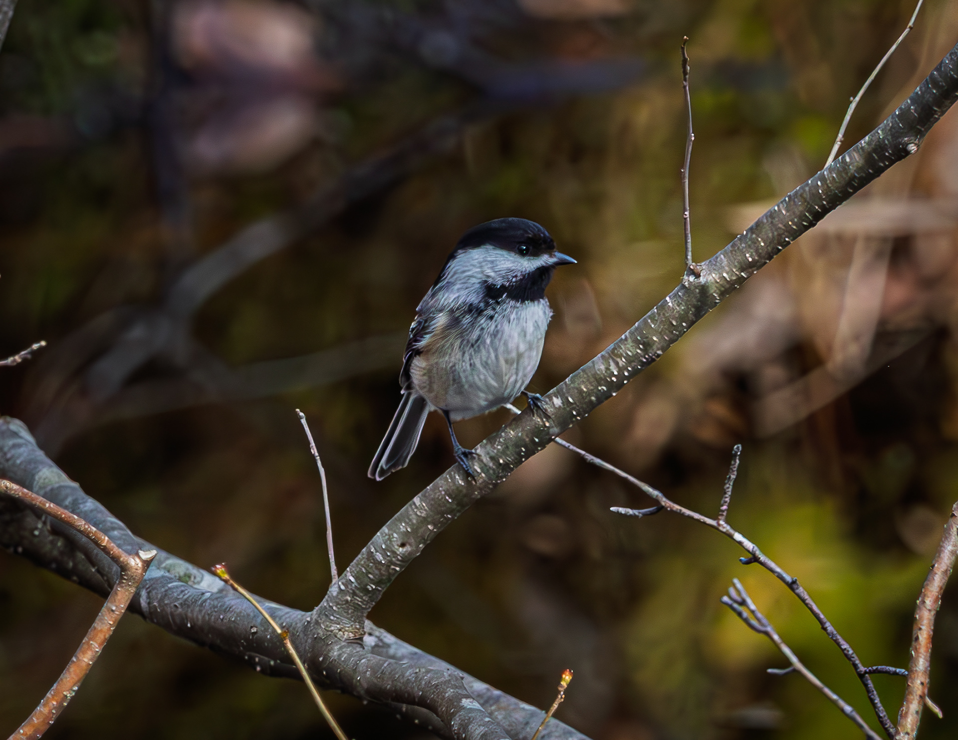 Chickadee
