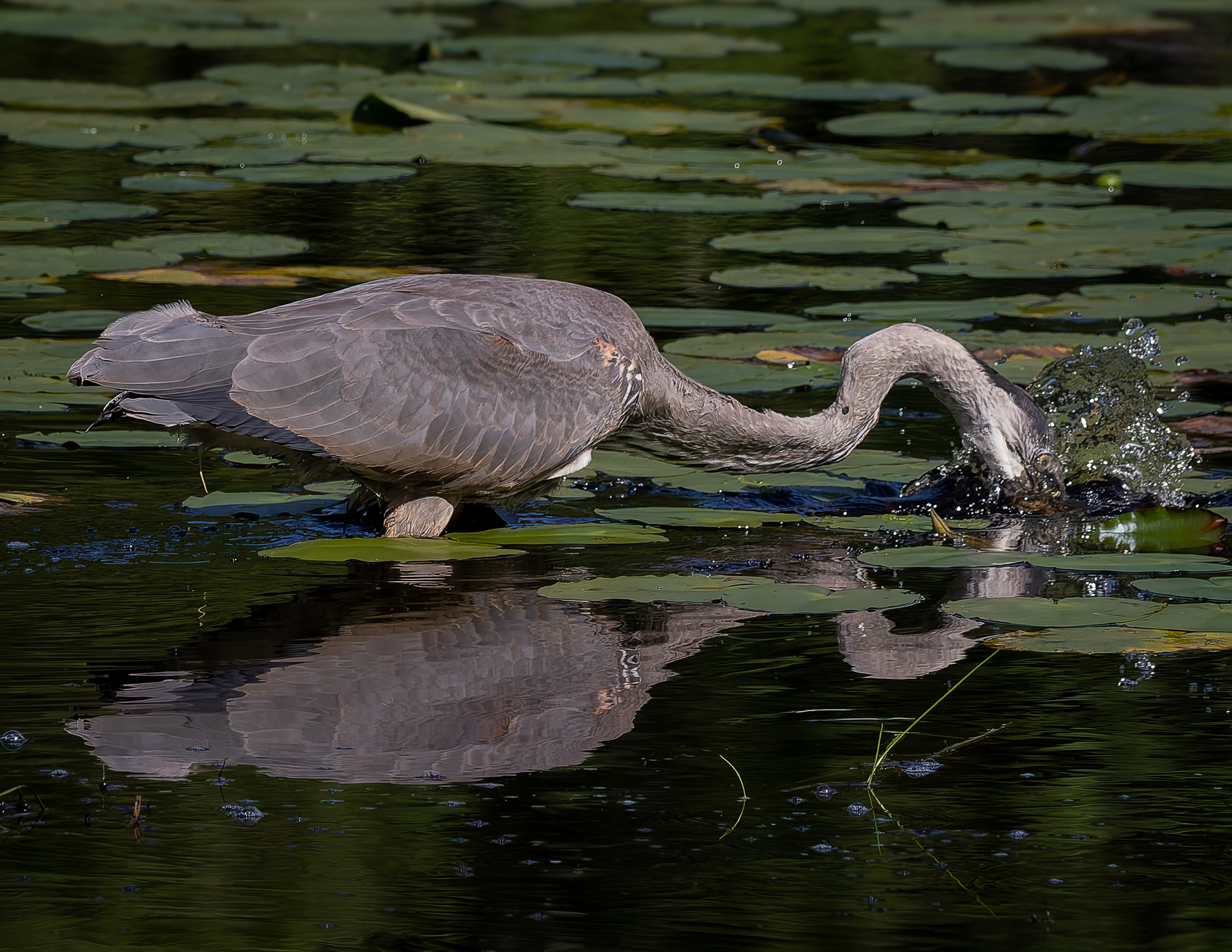 Great Blue Heron No11
