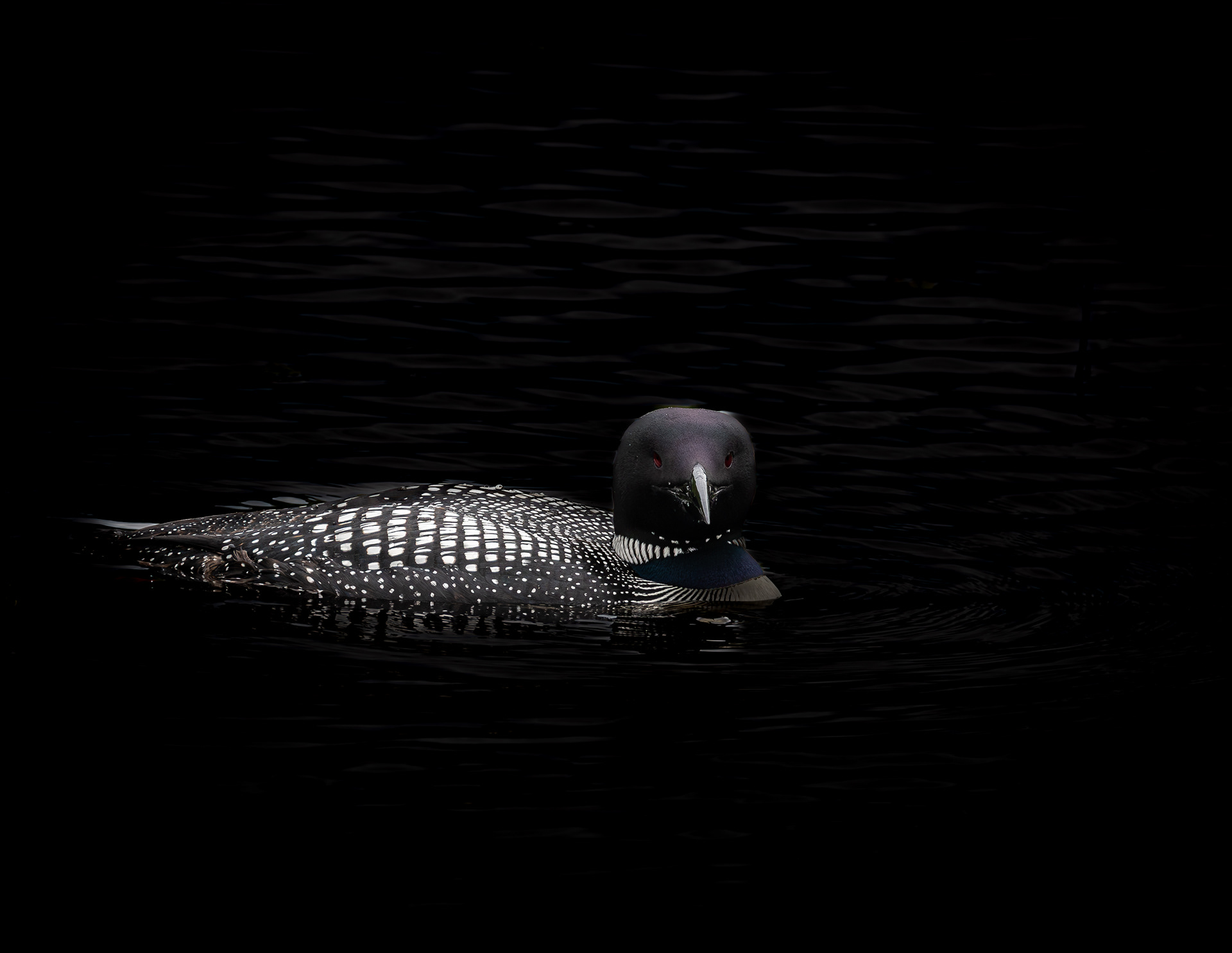 Common Loon - June 9, 2025