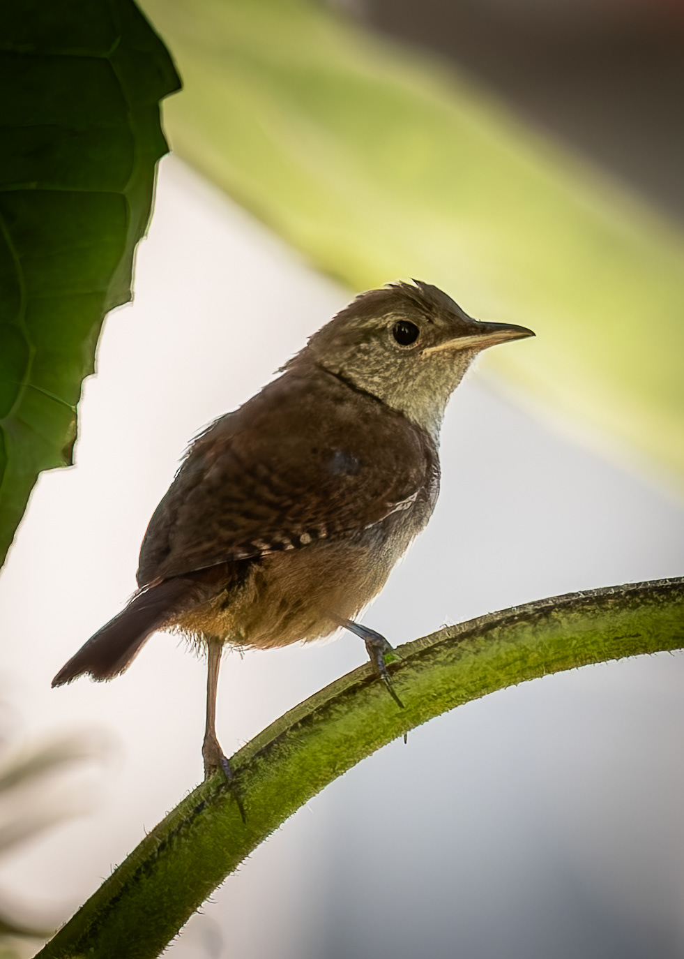House Wren No1