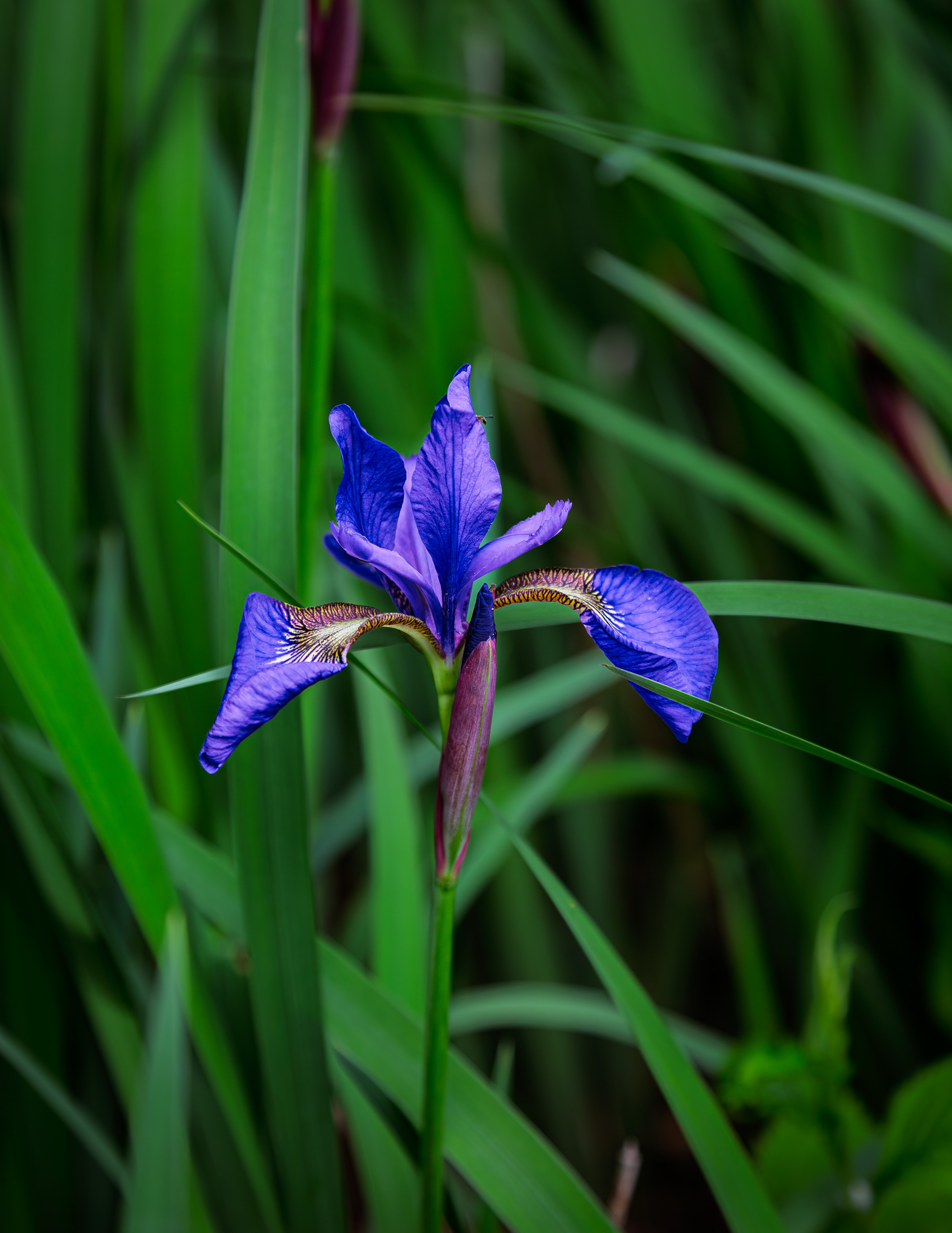 Purple Iris at The Willey House - June 15, 2025