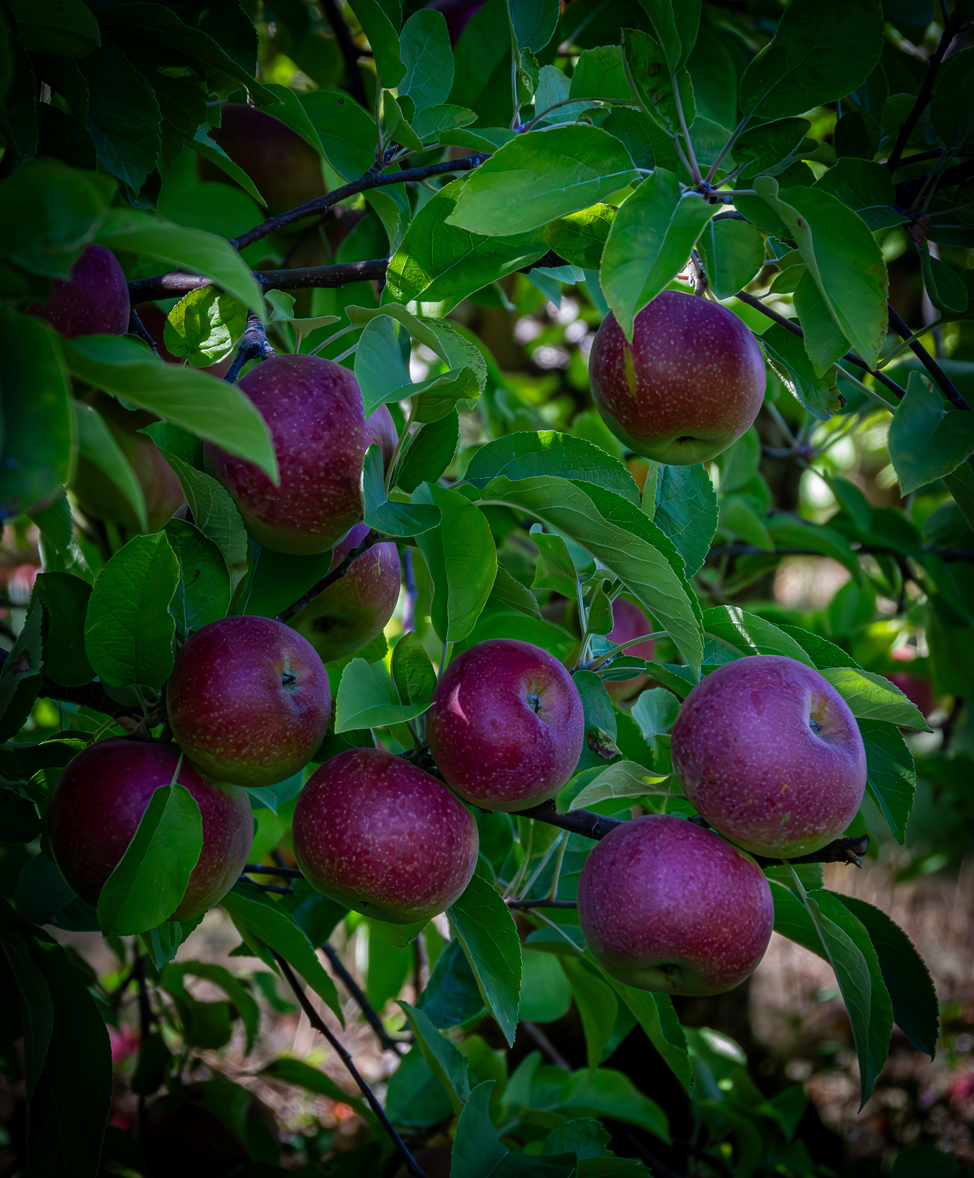 Meadowledge Orchard No1