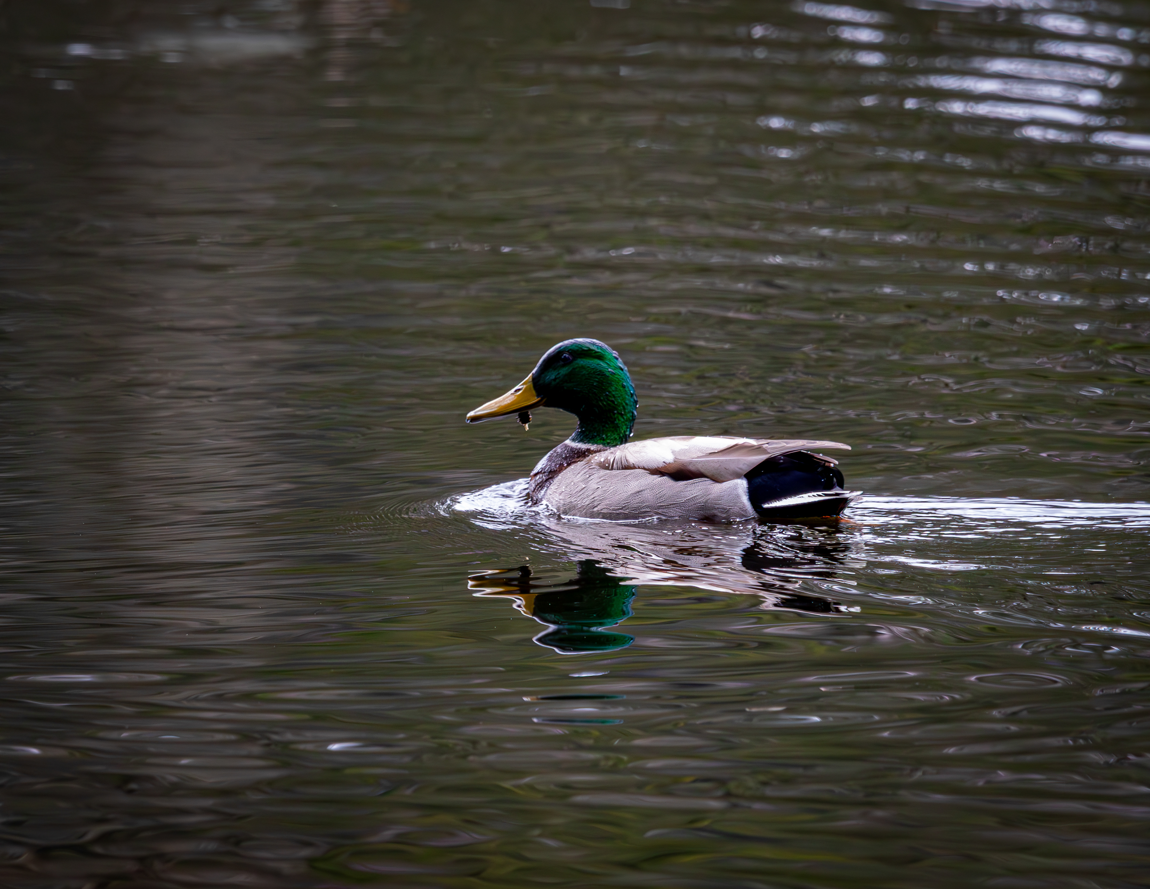 Mallard Drake at CSV