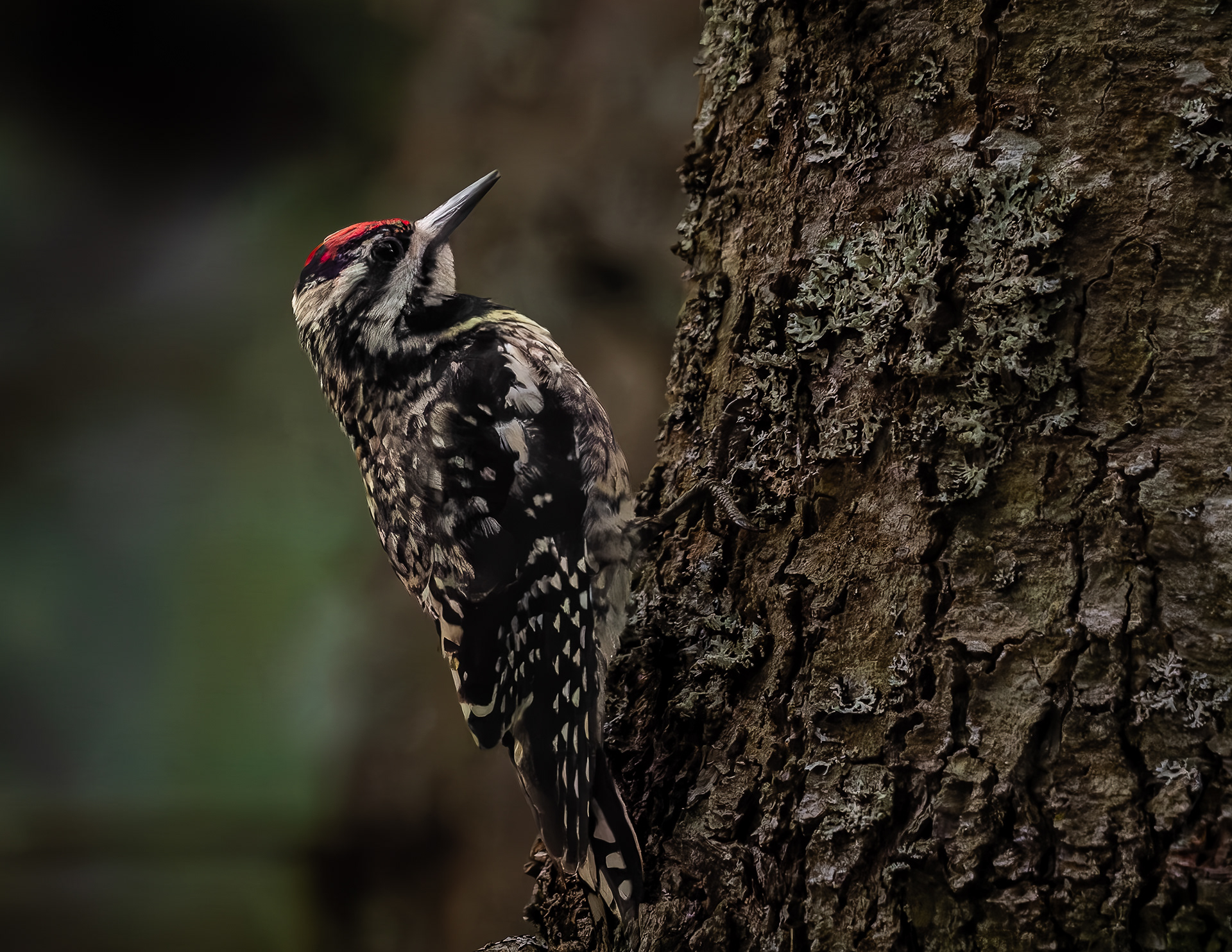 Yellow-bellied Sapsucker No1