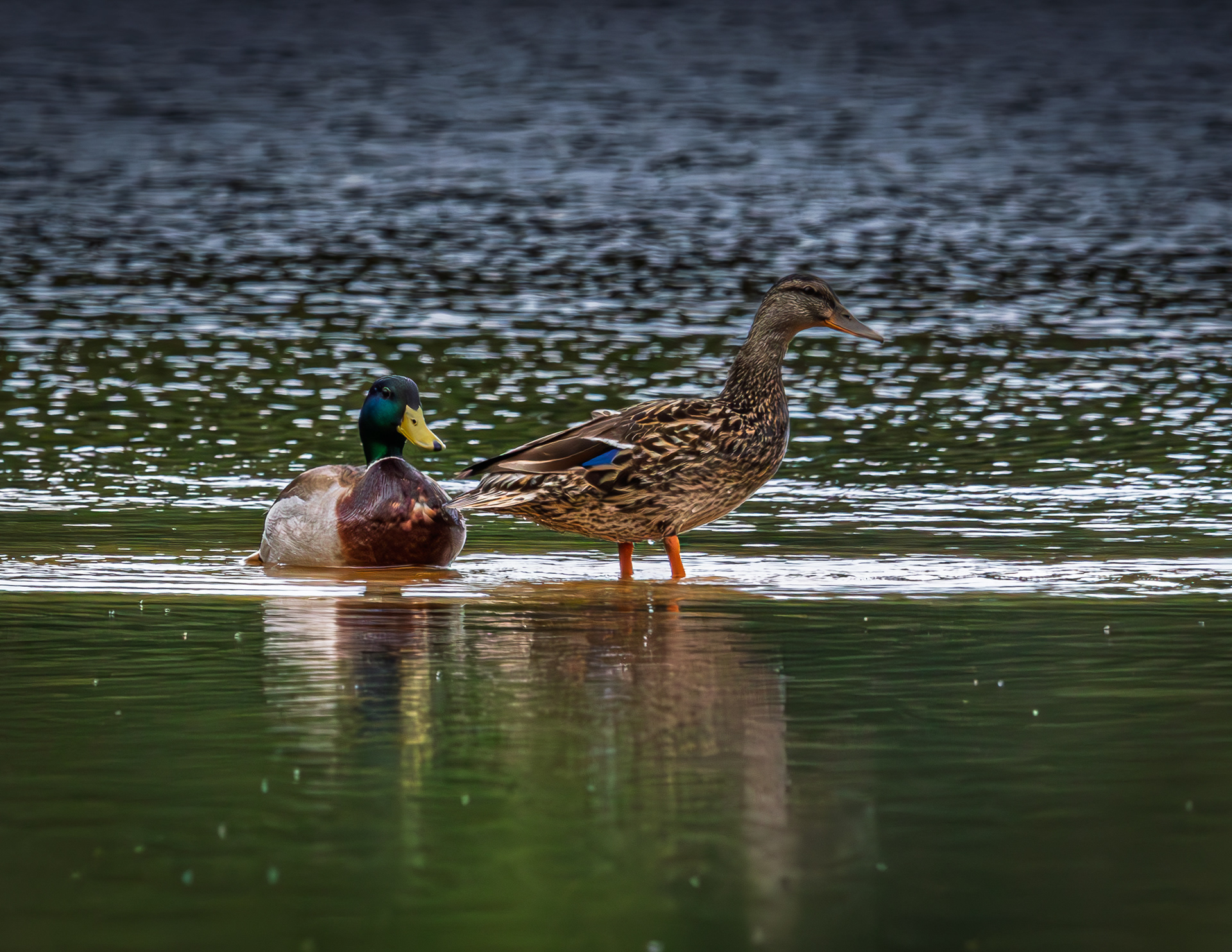 Mallard Pair No1