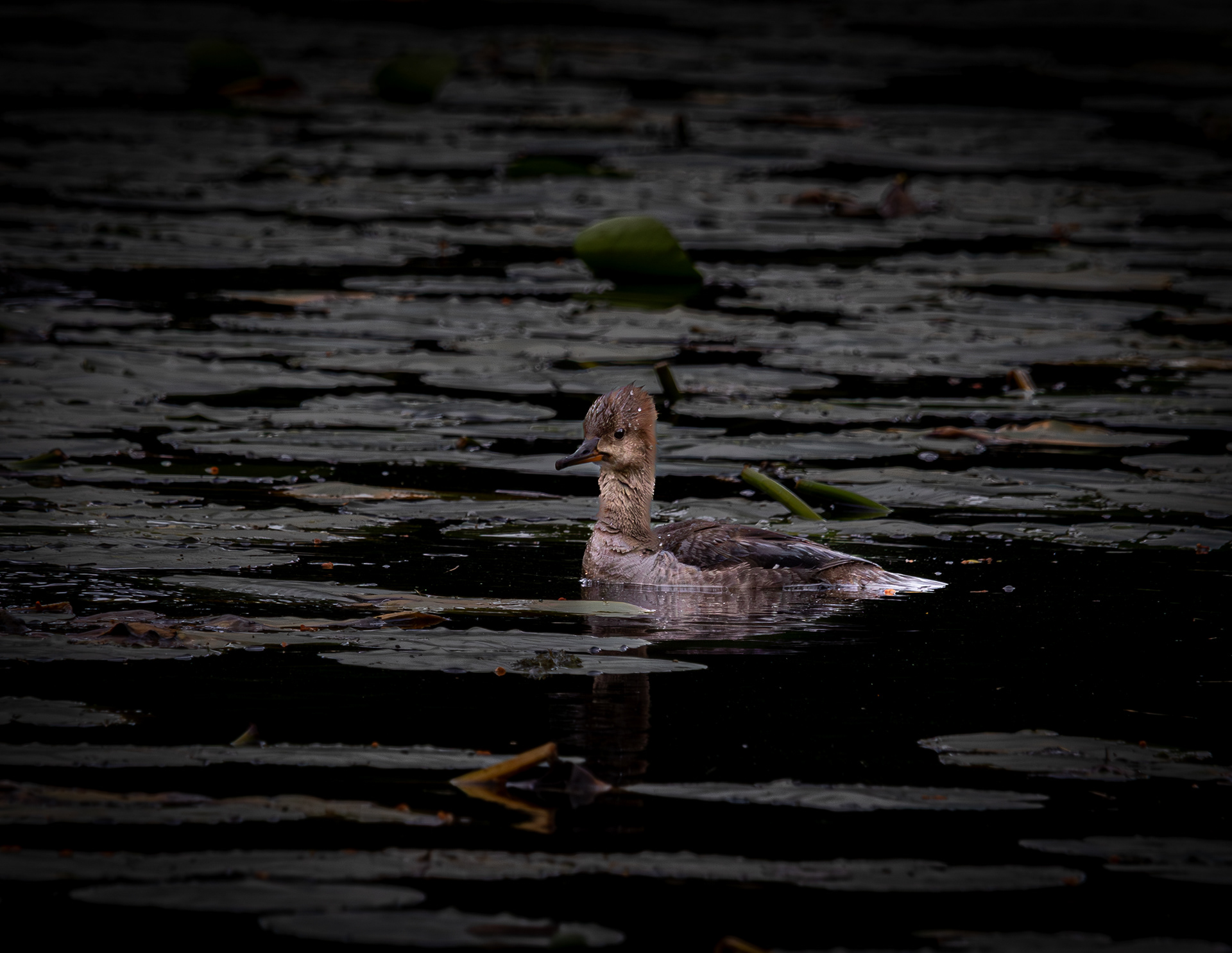 Female Hooded Merganser No2