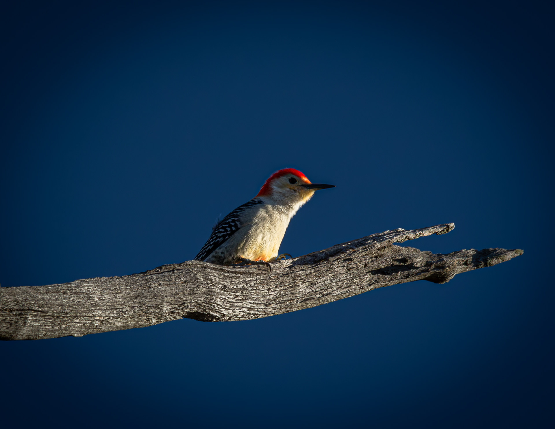 Male Red-bellied Woodpecker