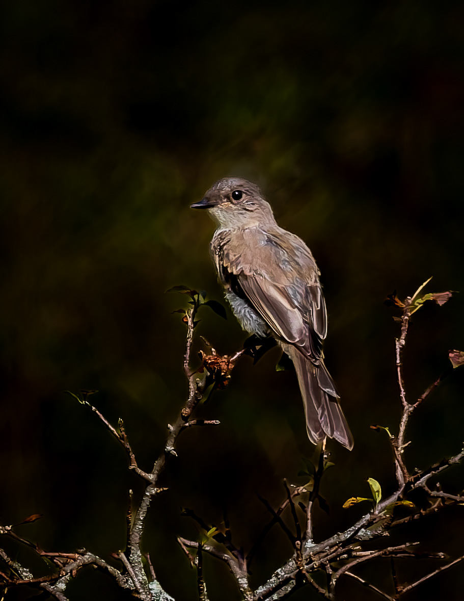 Eastern Phoebe No3