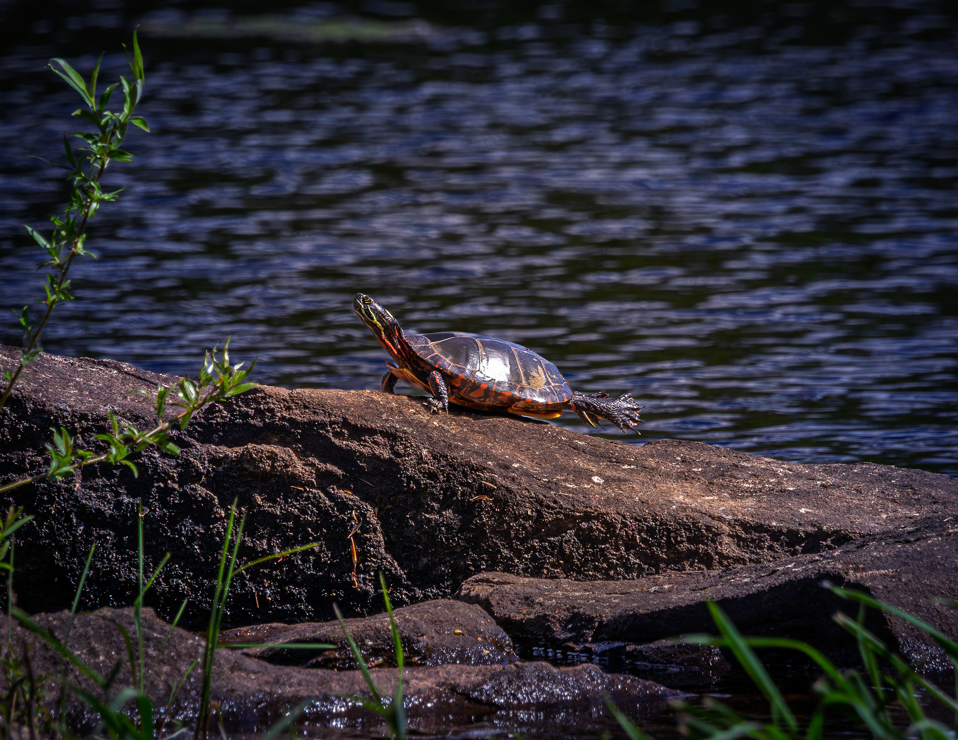 Painted Turtle