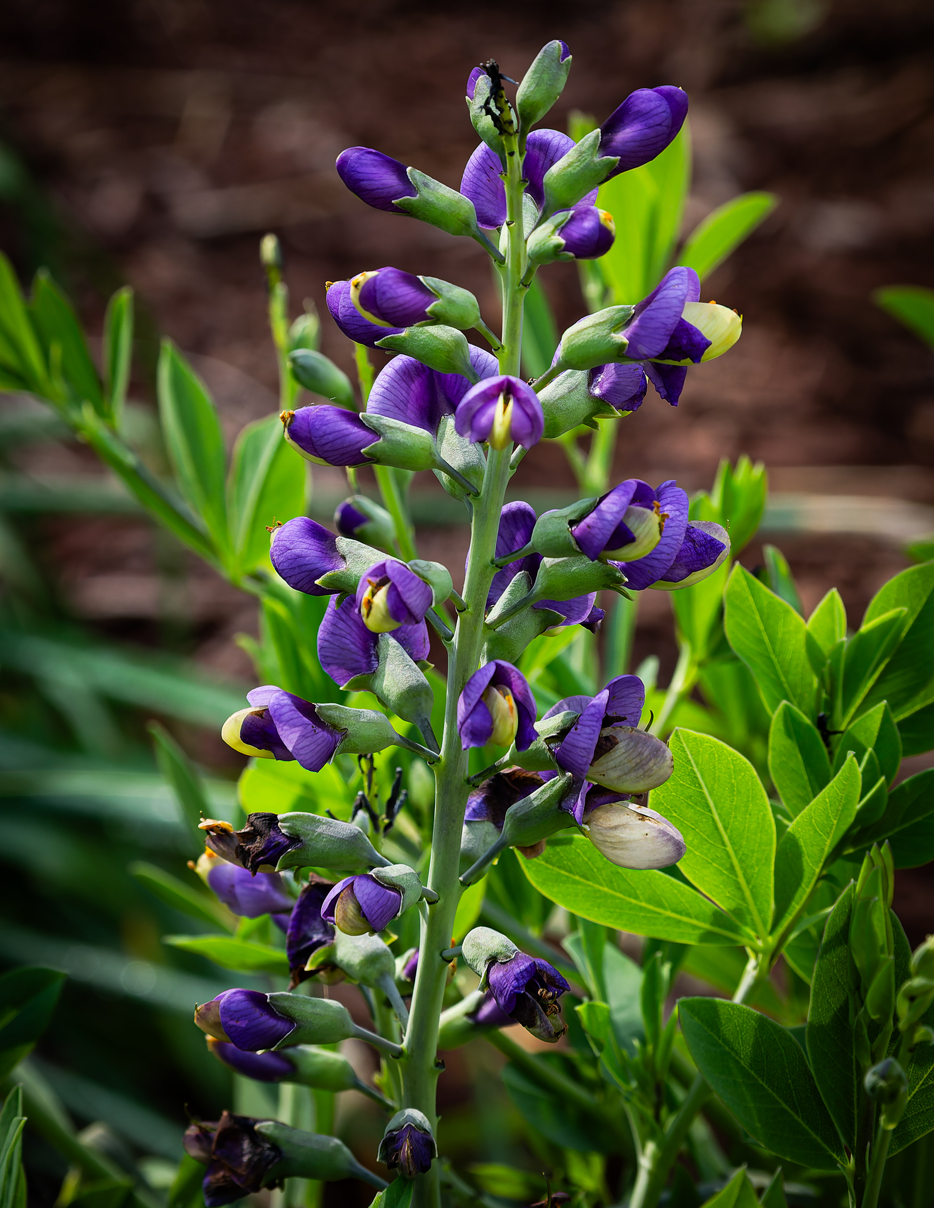 Baptisia