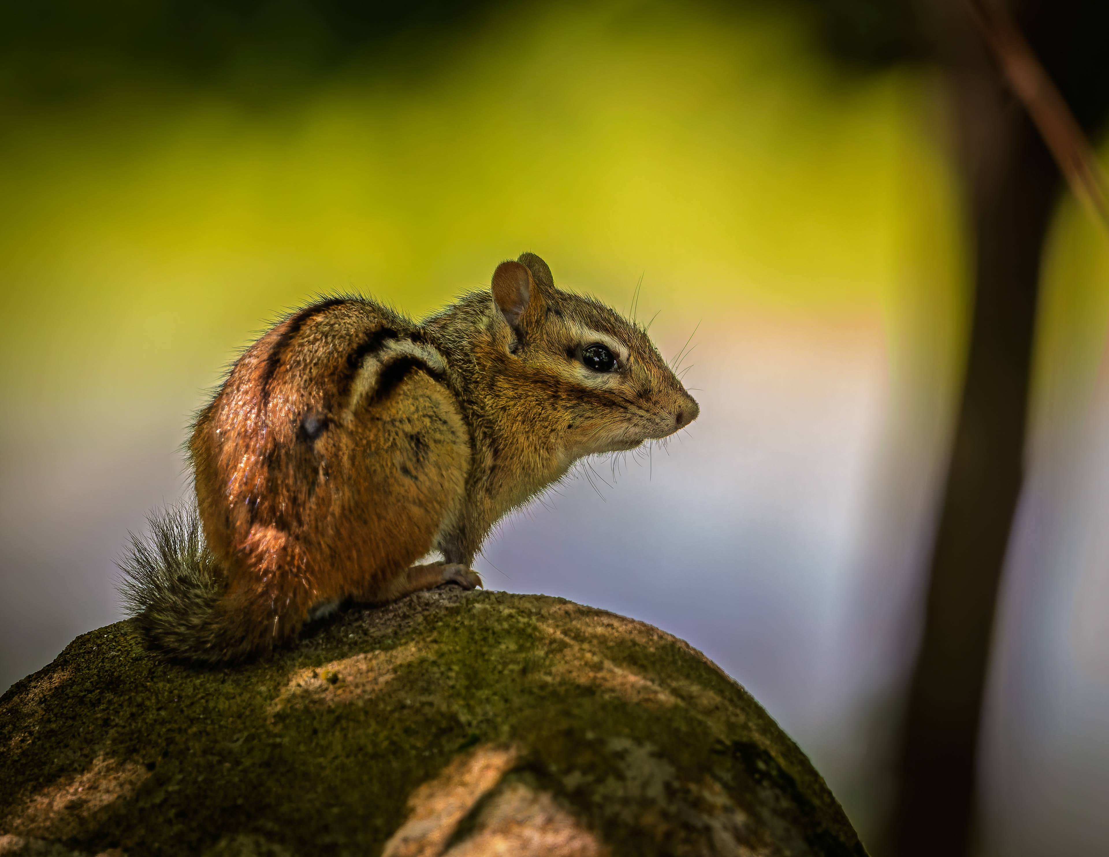 Chipmunk