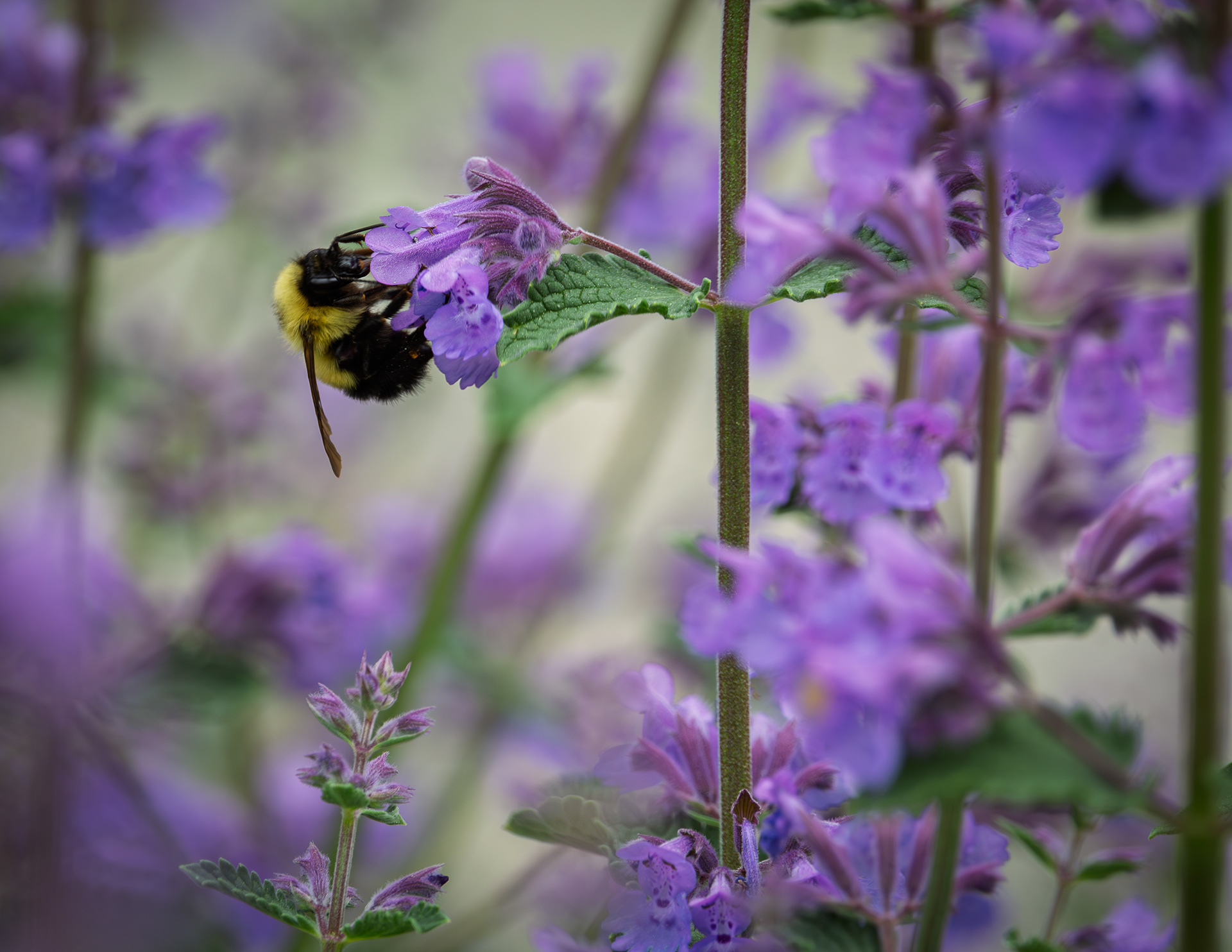 Bumble Bee at Shannon Pond Garden