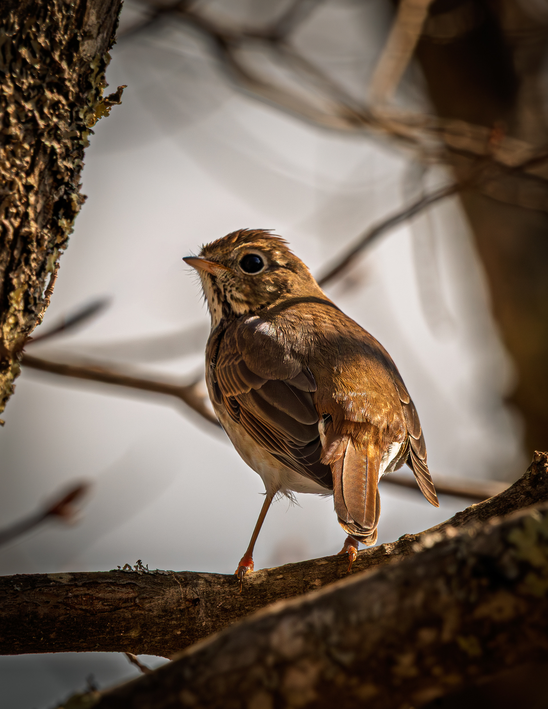 Wood Thrush - May 4, 2026