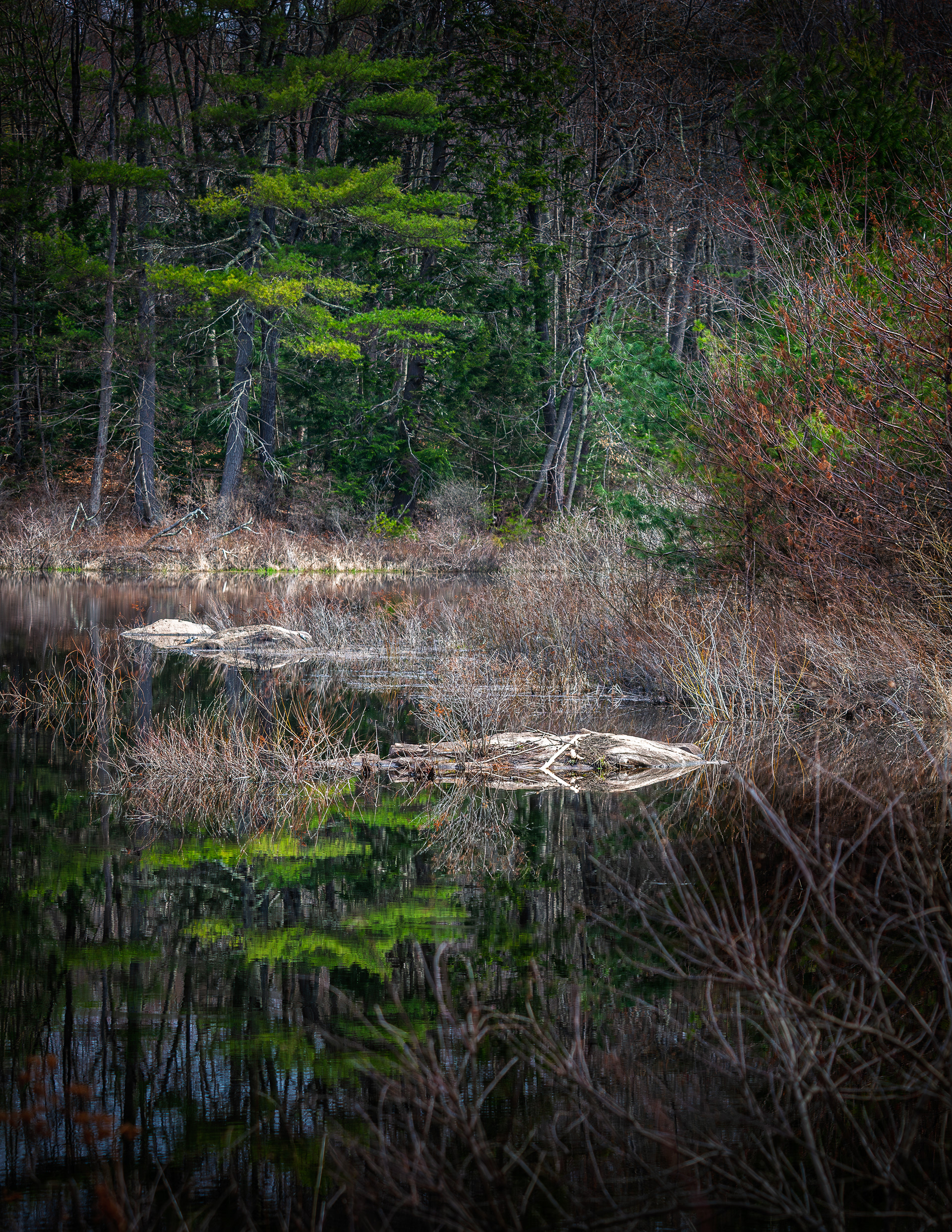 Factory Pond Reflections No1