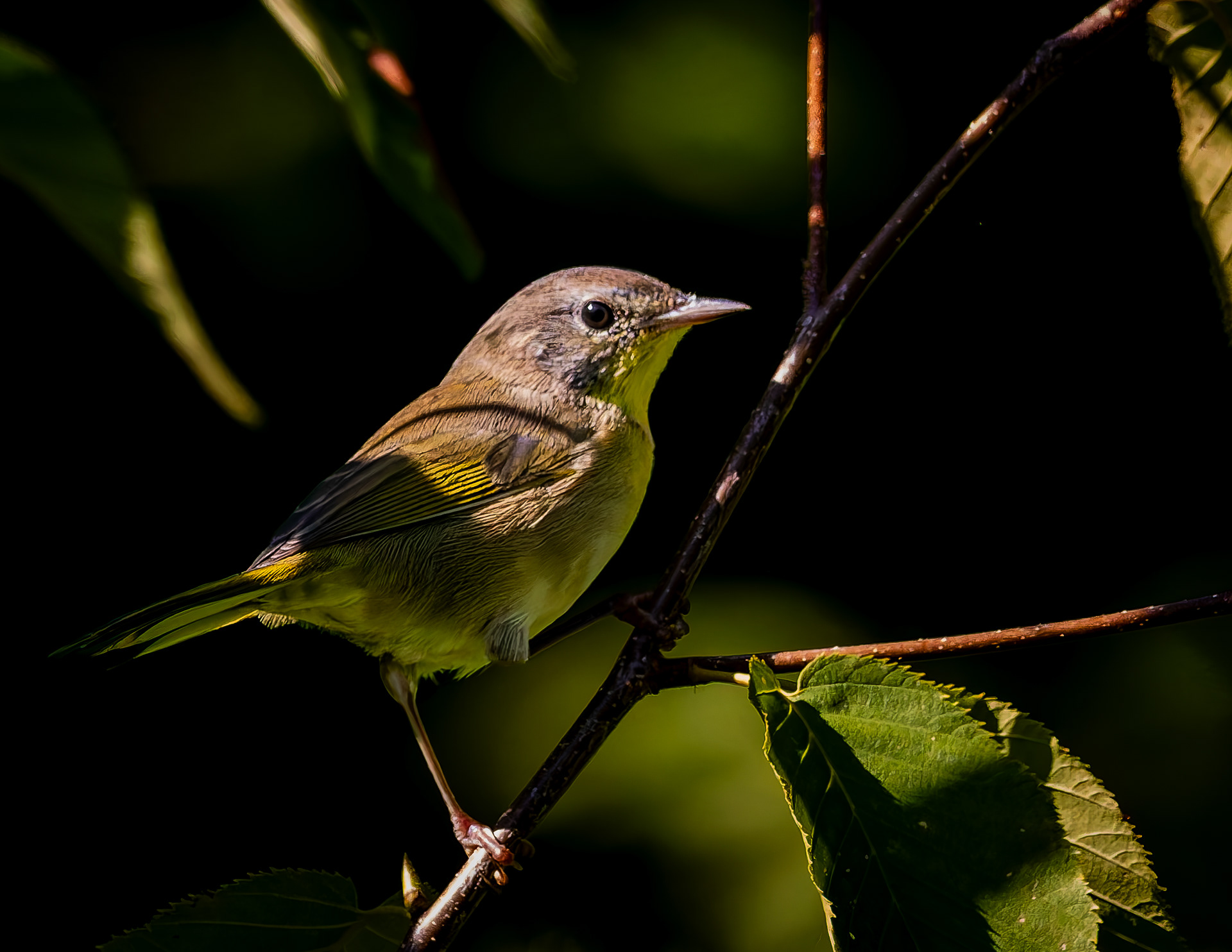 Common Yellowthroat No2 - August 20, 2026