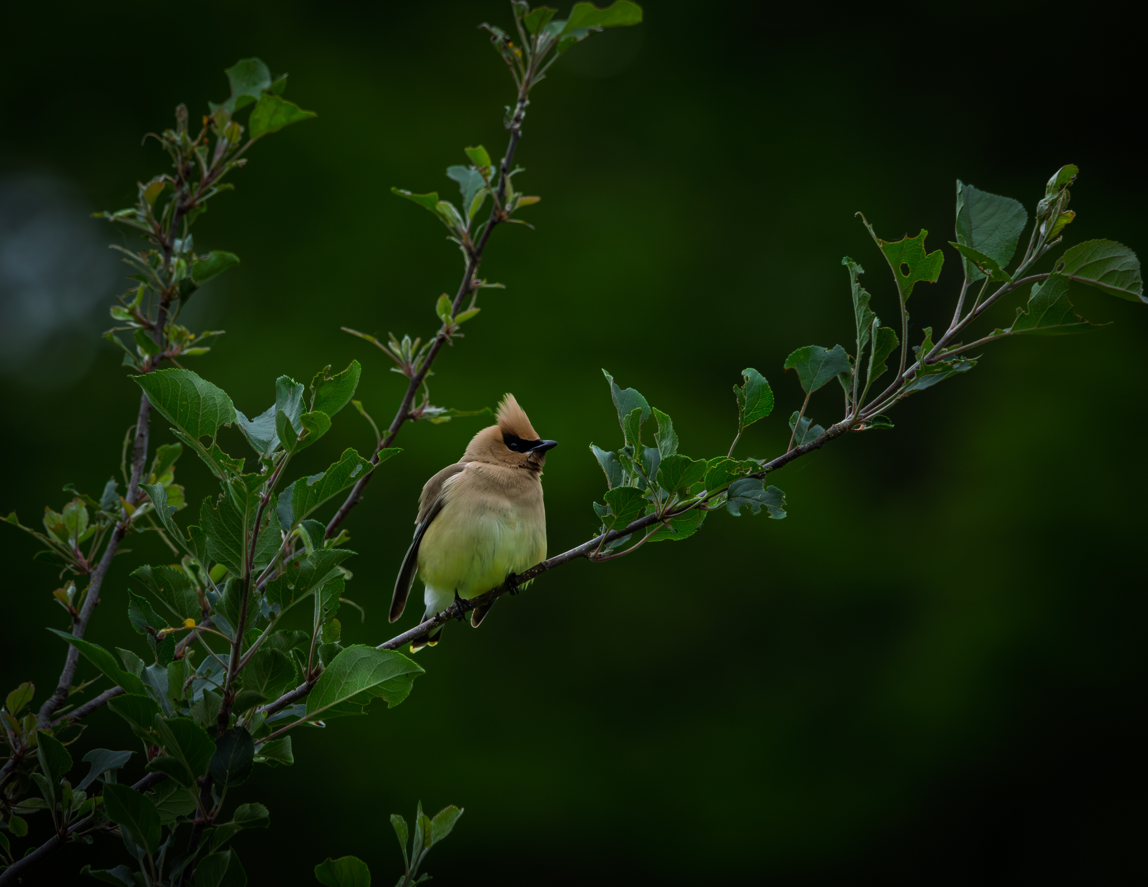 Cedar Waxwing No5