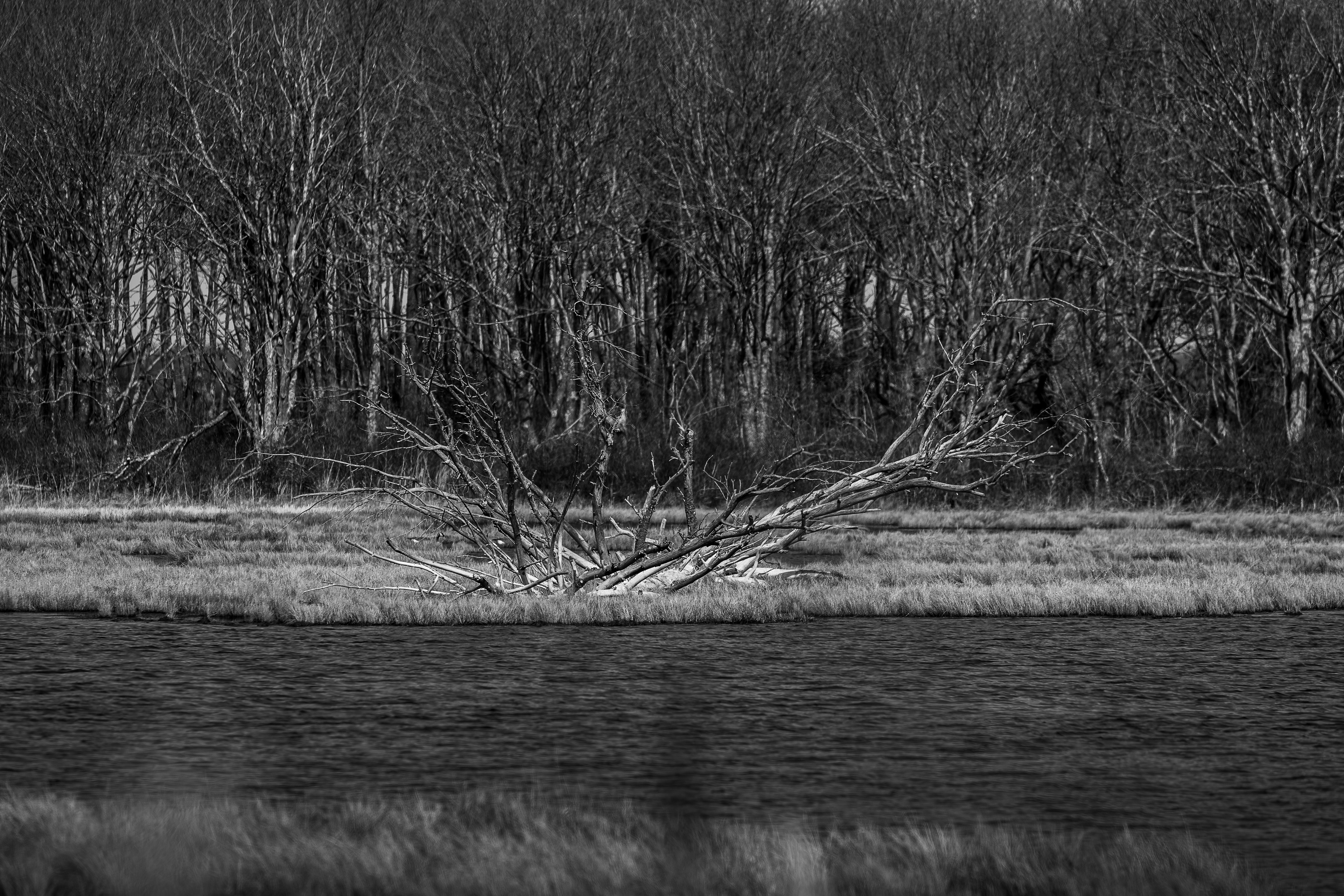 Wells Reserve at Laudholm No3