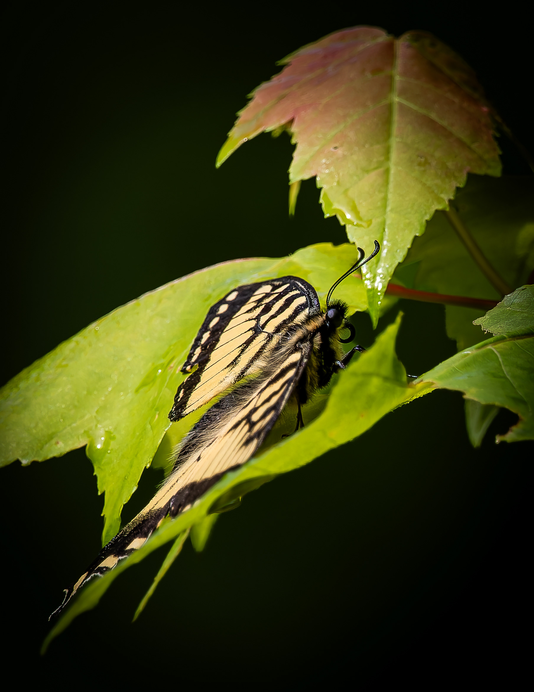 Yellowtail Butterfly