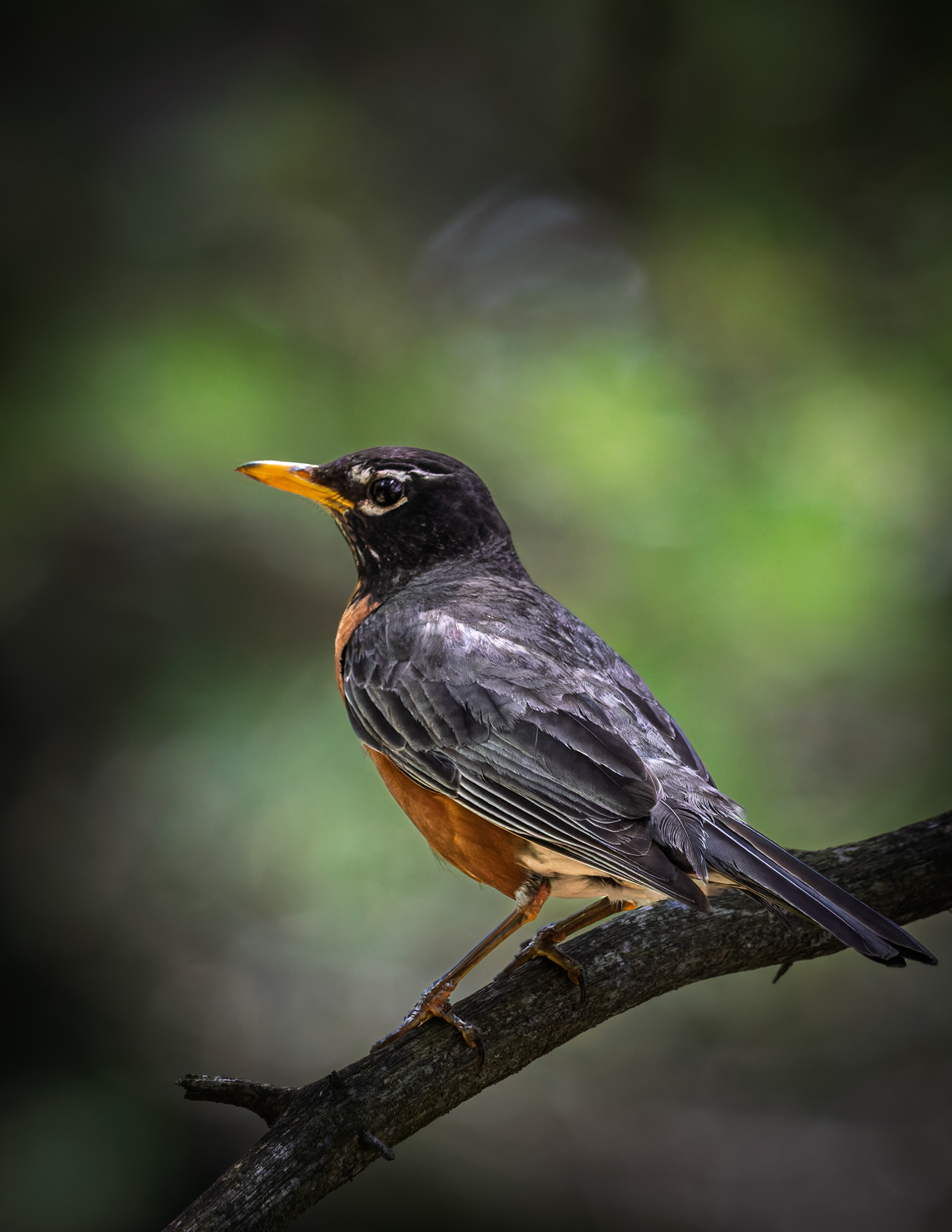 American Robin No1