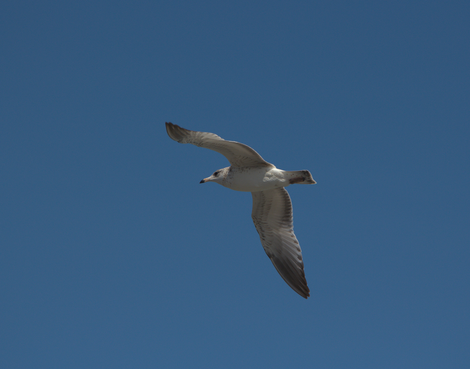 Seagull No1