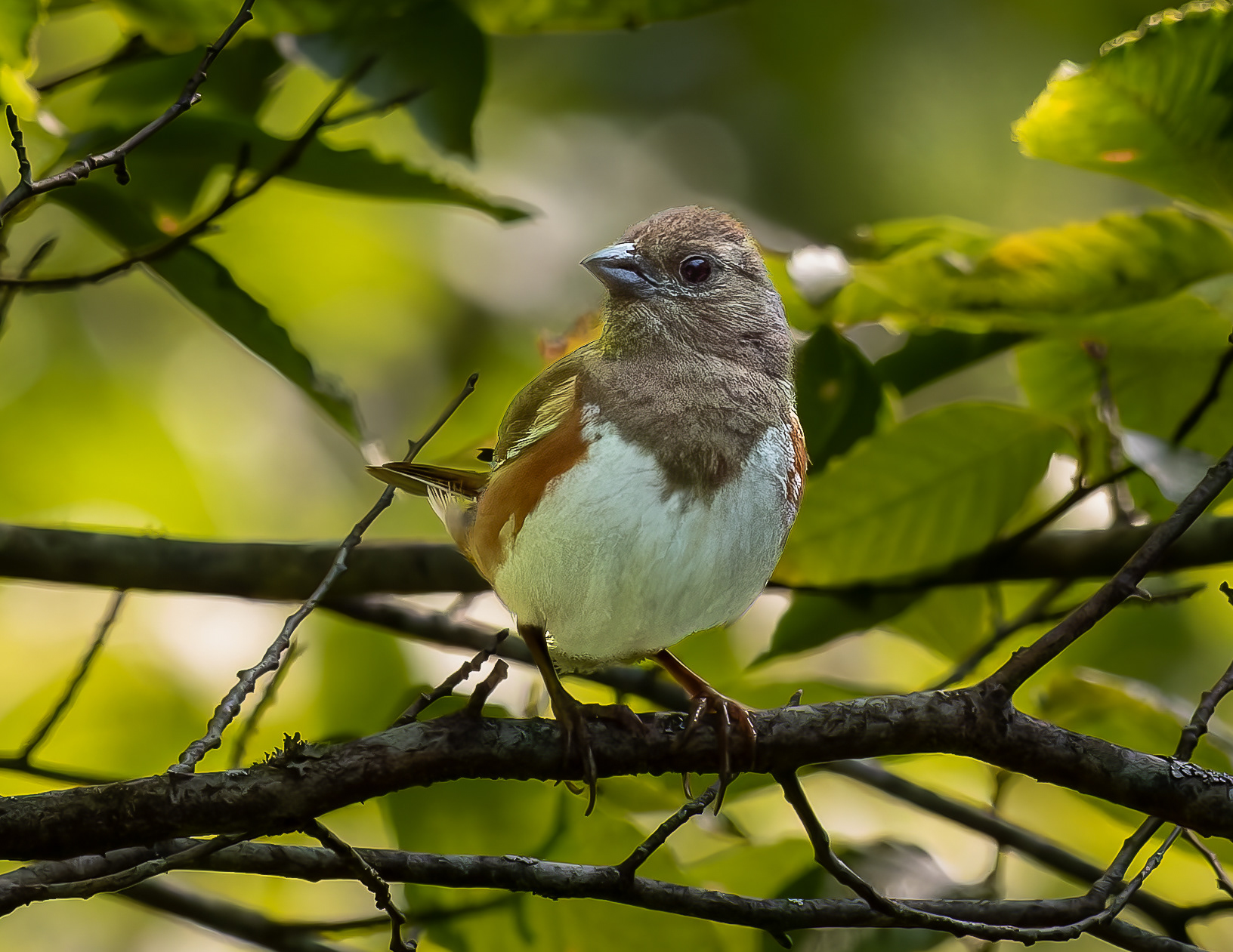 Female Eastern Towhee No2