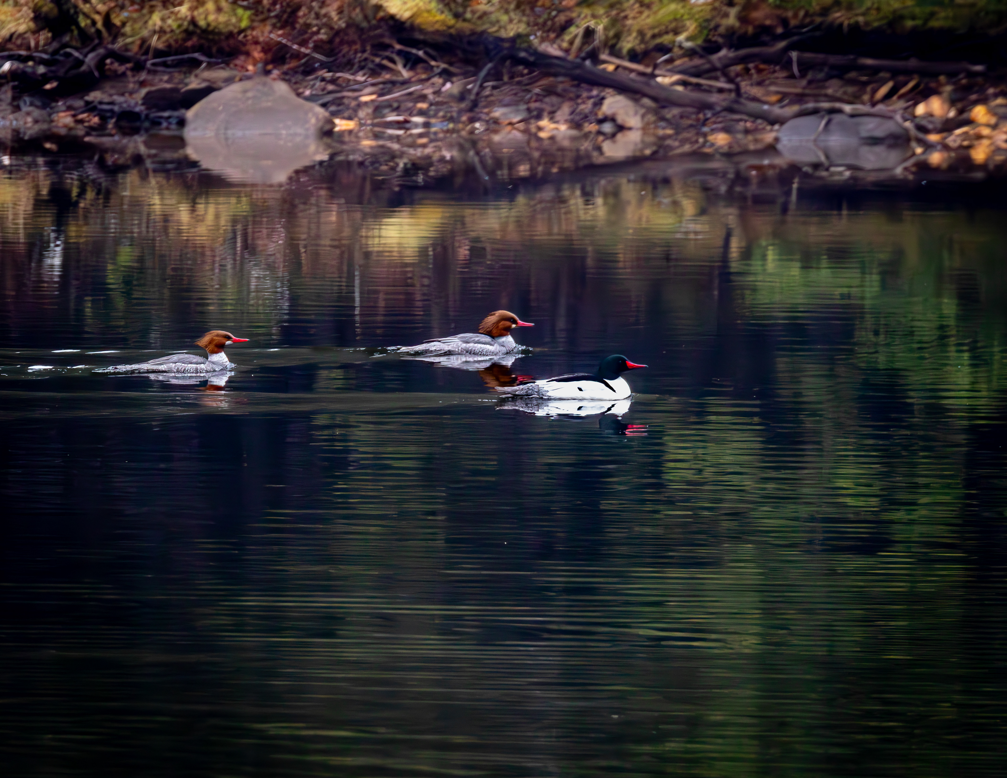 Common Mergansers in Meadow Pond No2