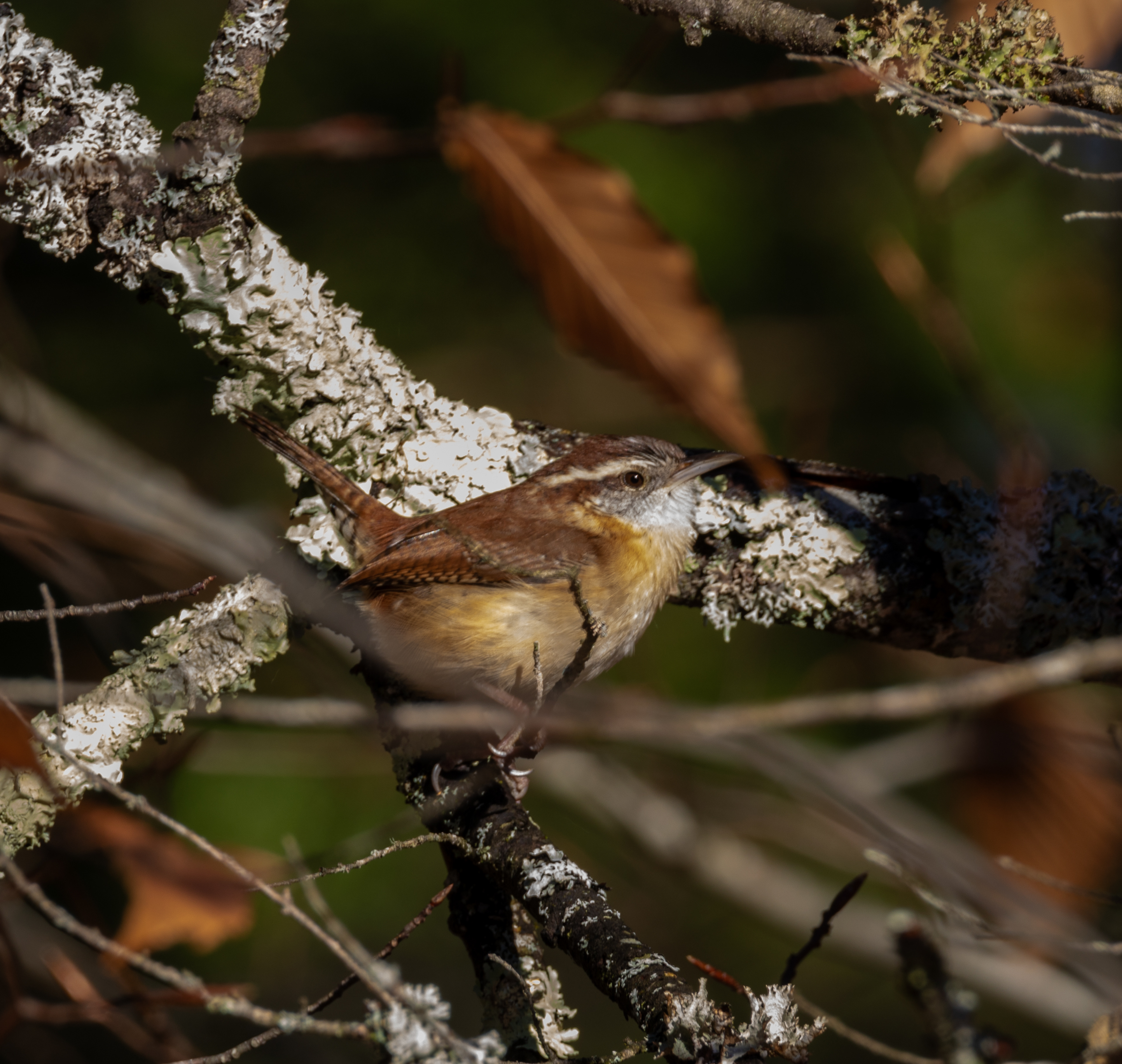 Carolina Wren