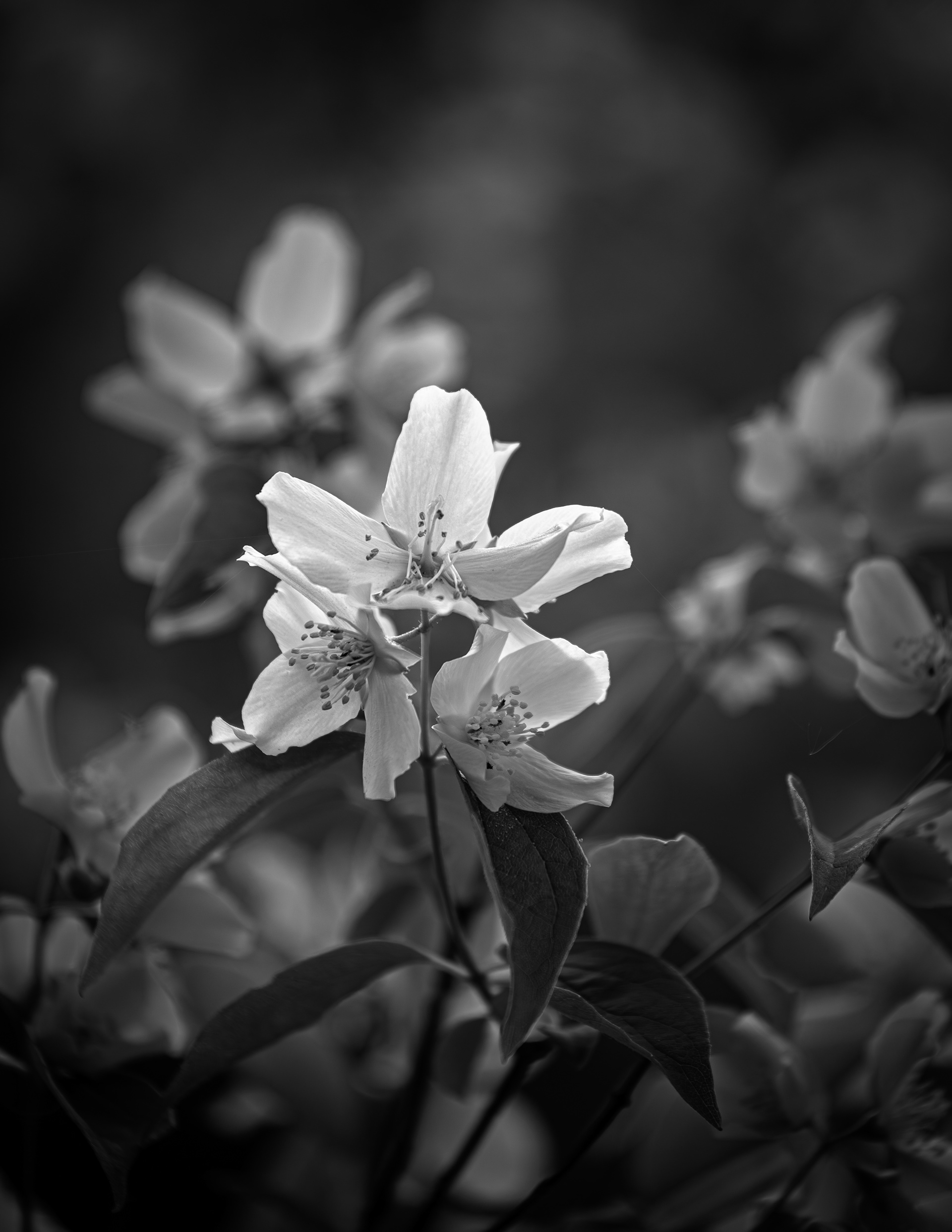 Mock Orange in Black & White