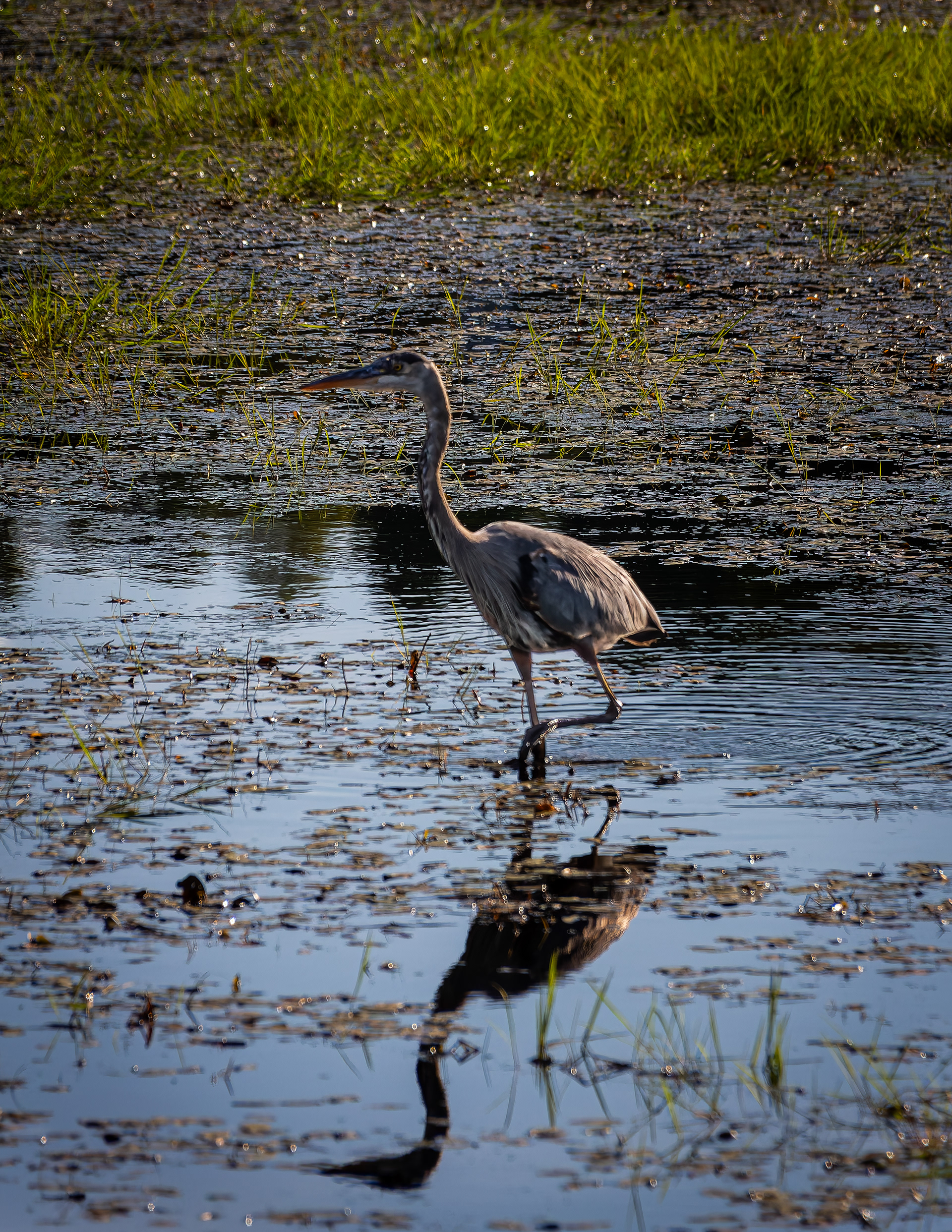 Great Blue Heron No2