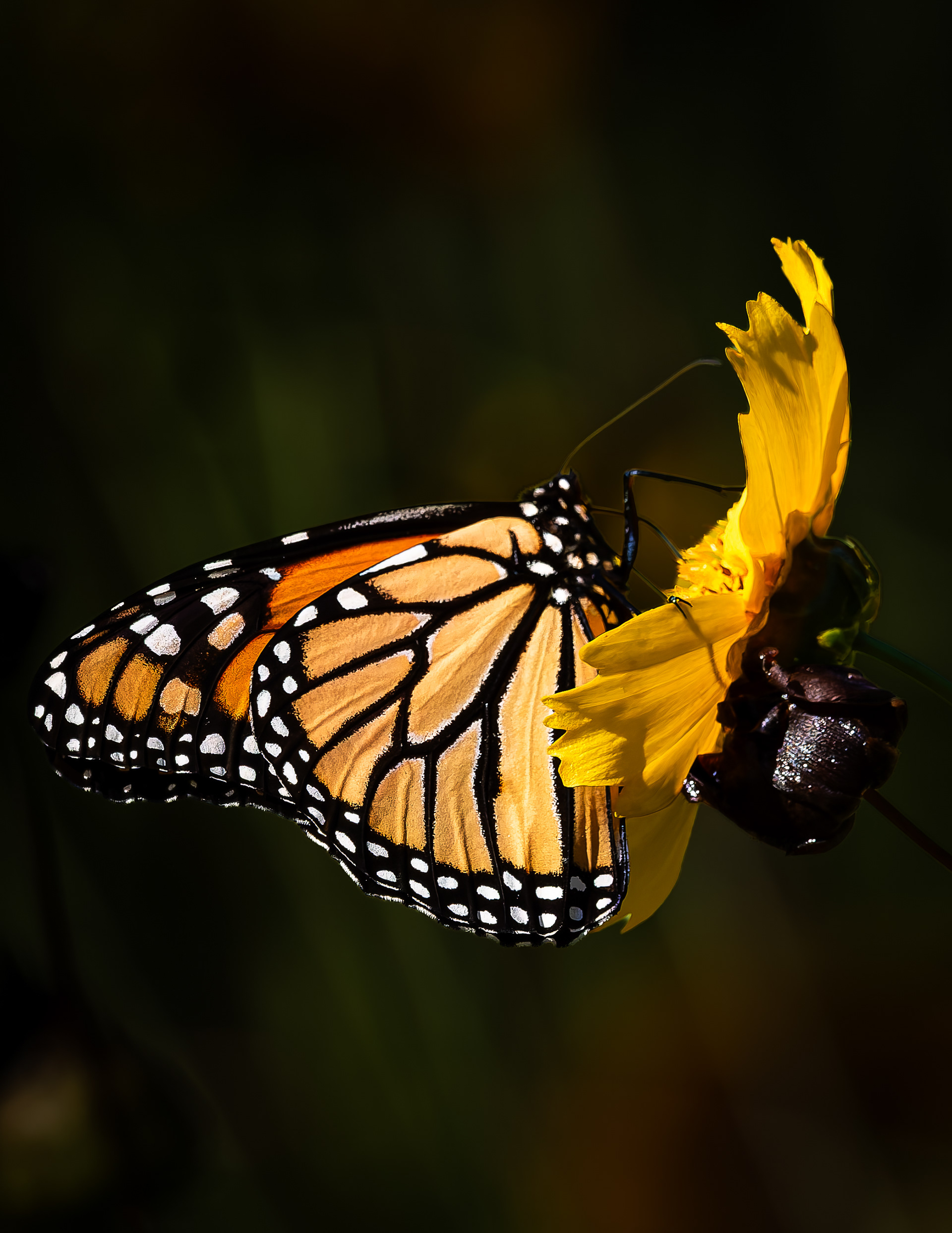 Monarch Butterfly No1