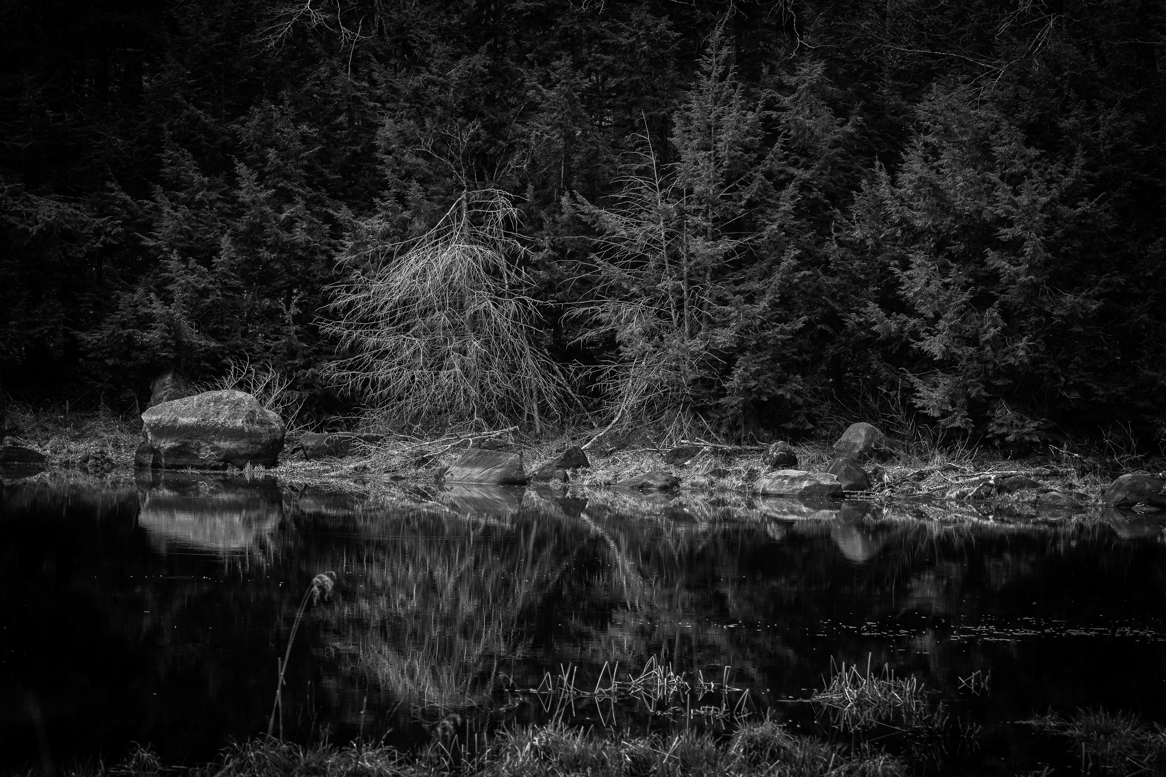 Carding Mill Pond - April 19, 2025