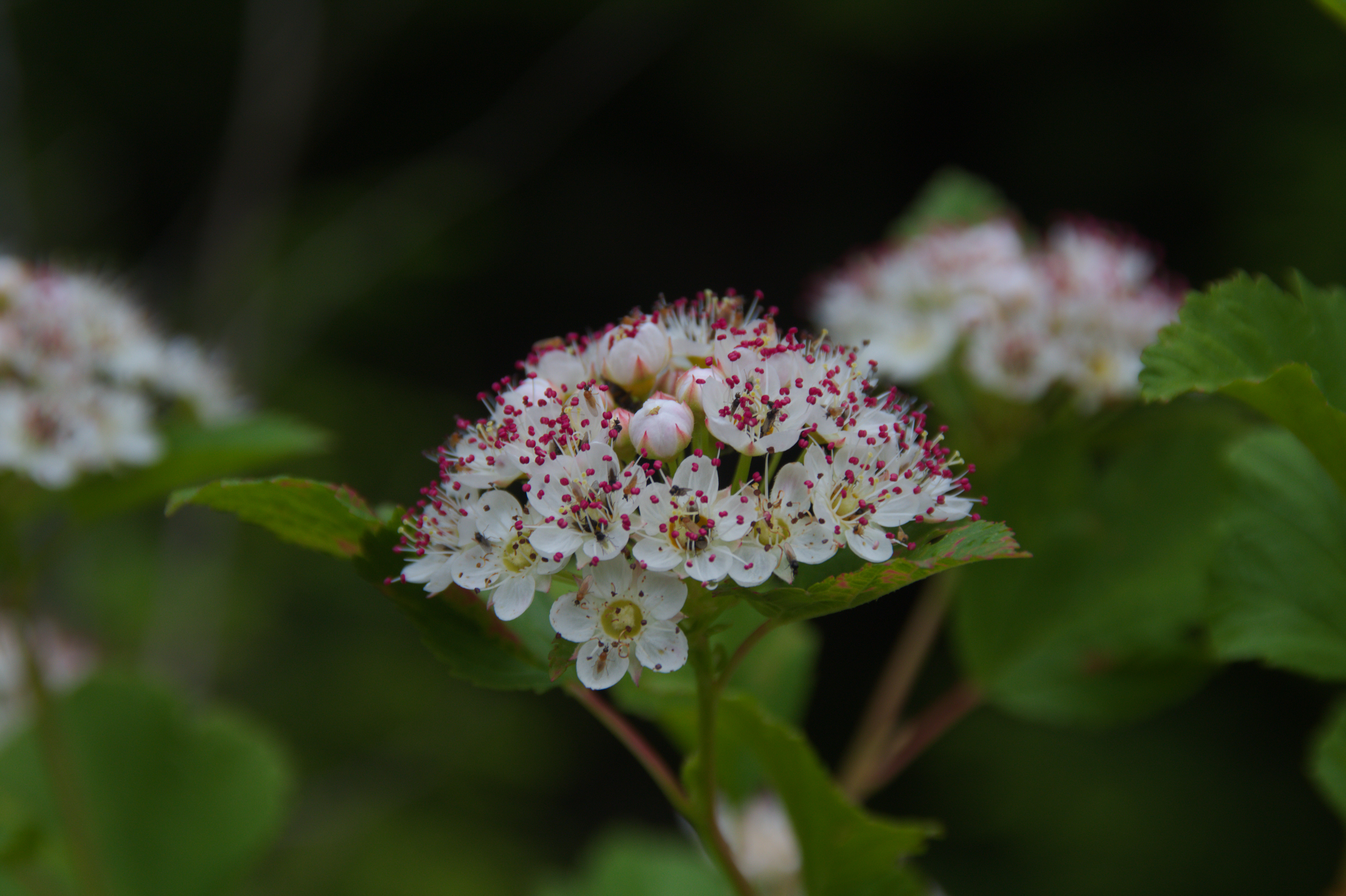 Spirea