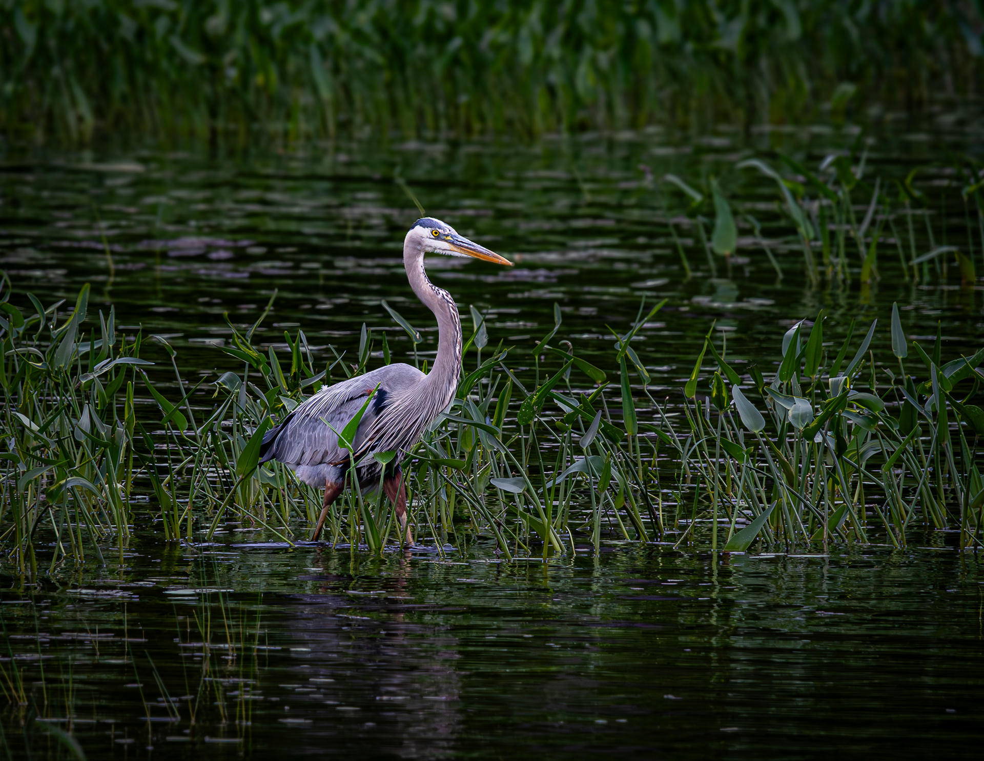 Great Blue Heron No2