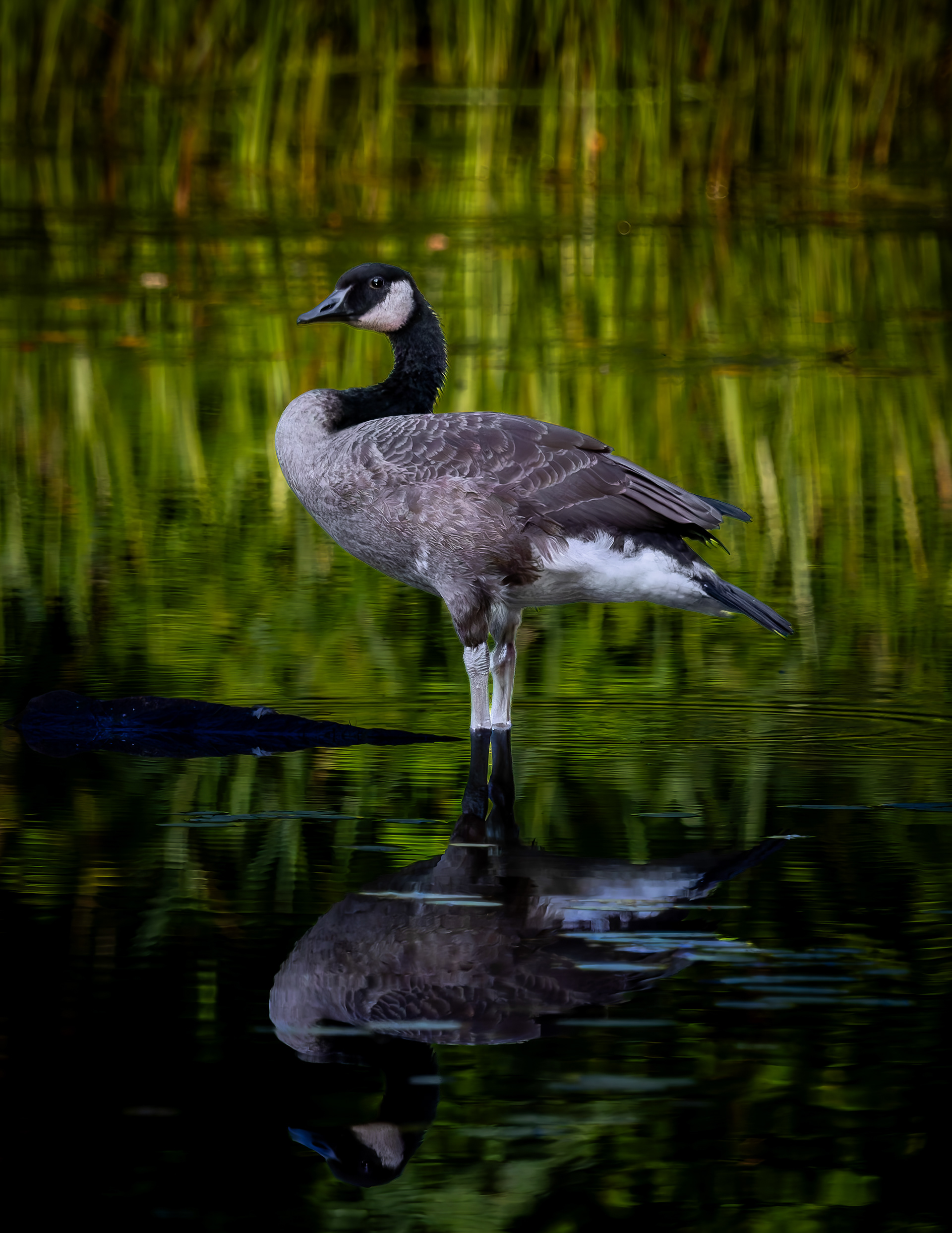 Canada Goose