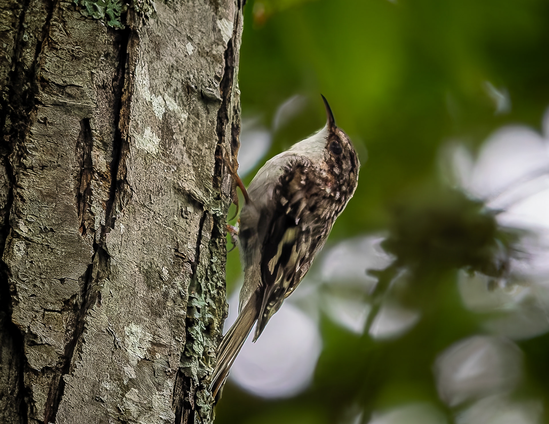 Brown Creeper