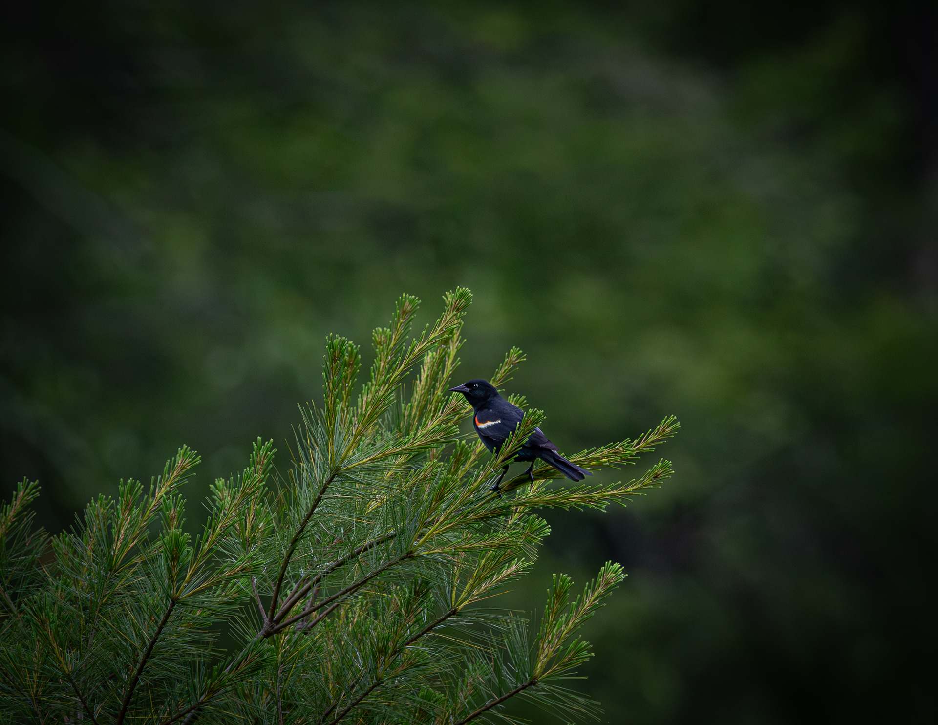 Red-winged Blackbird