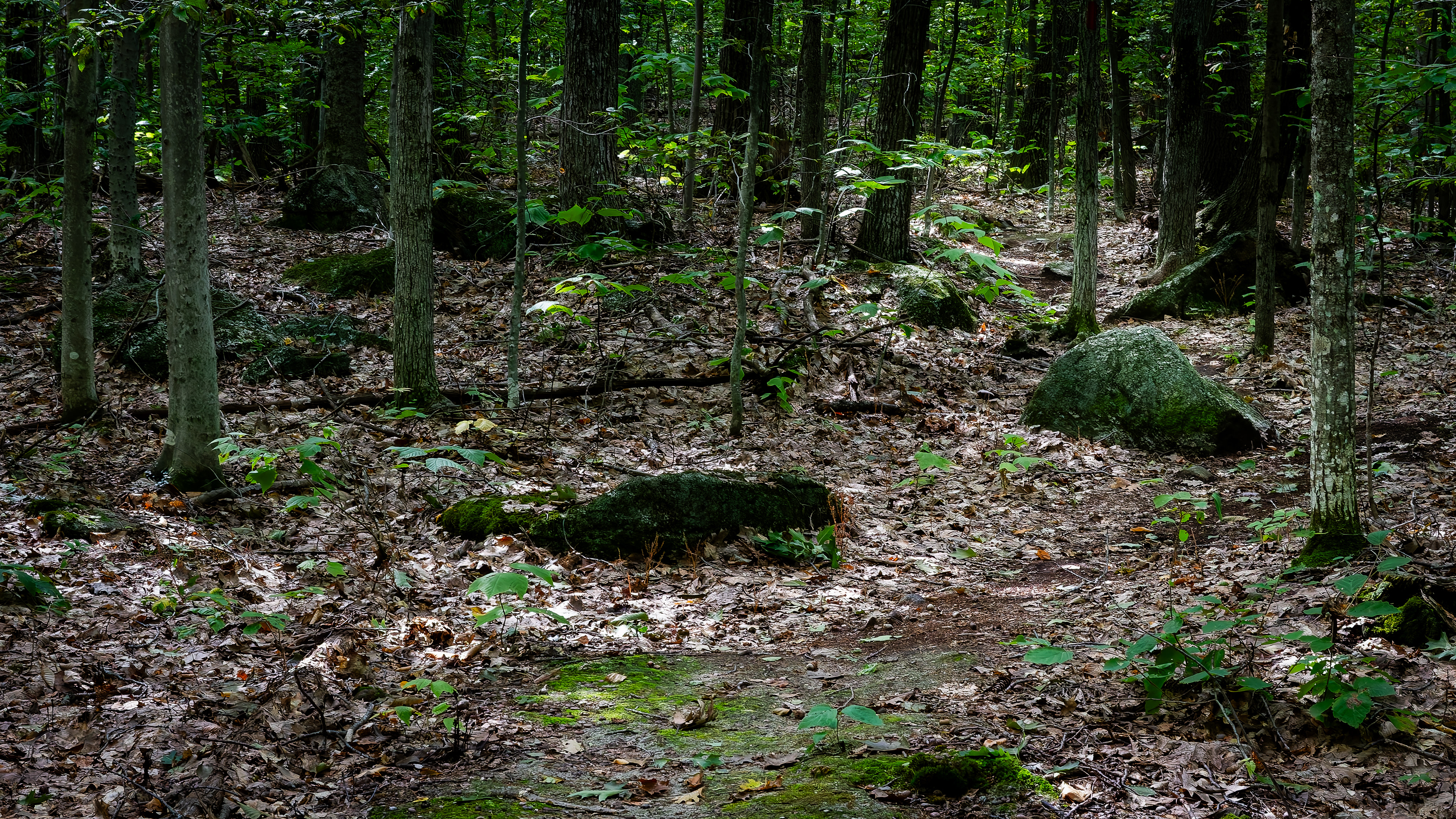 Joe Urner Hiking Trail No4