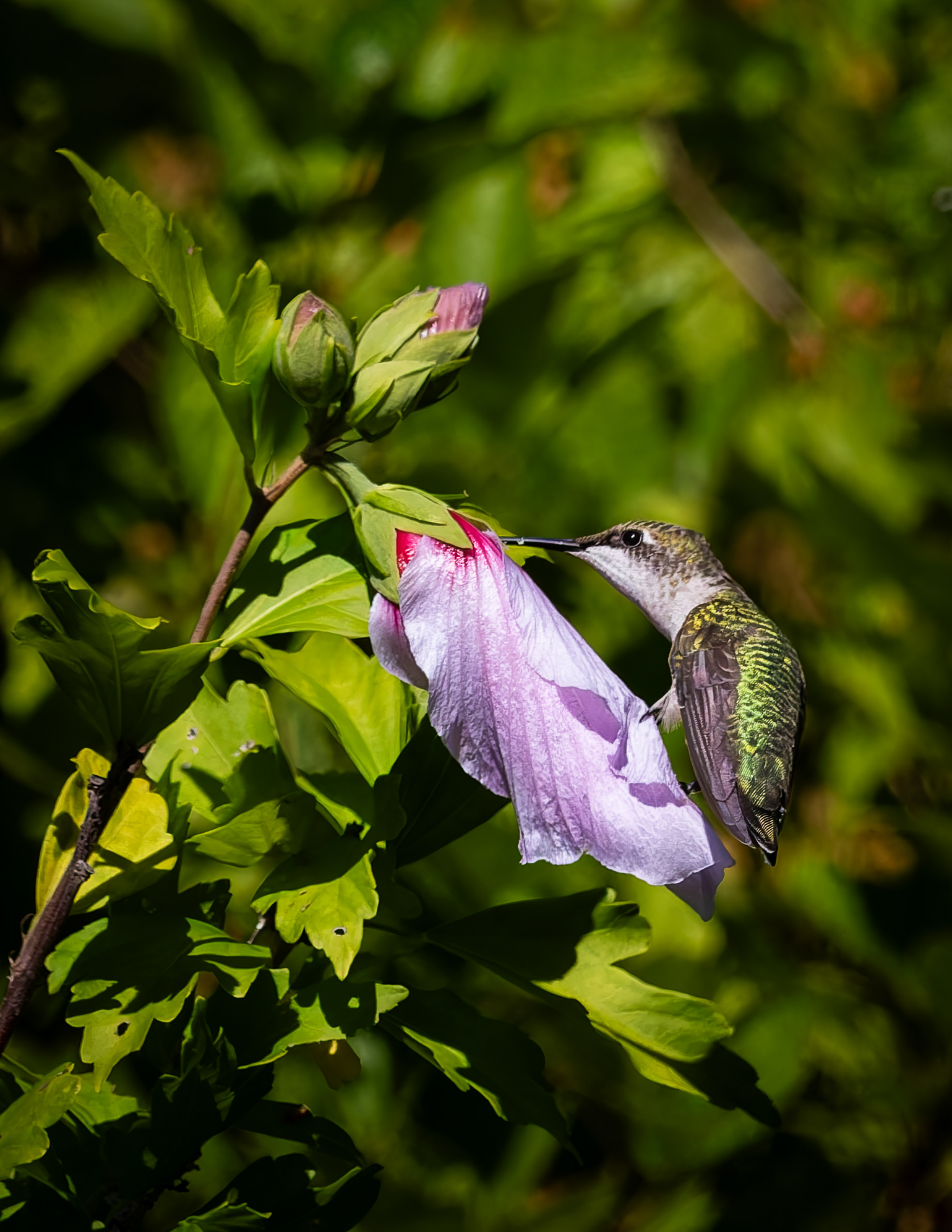 Female Ruby-throated Hummingbird No3