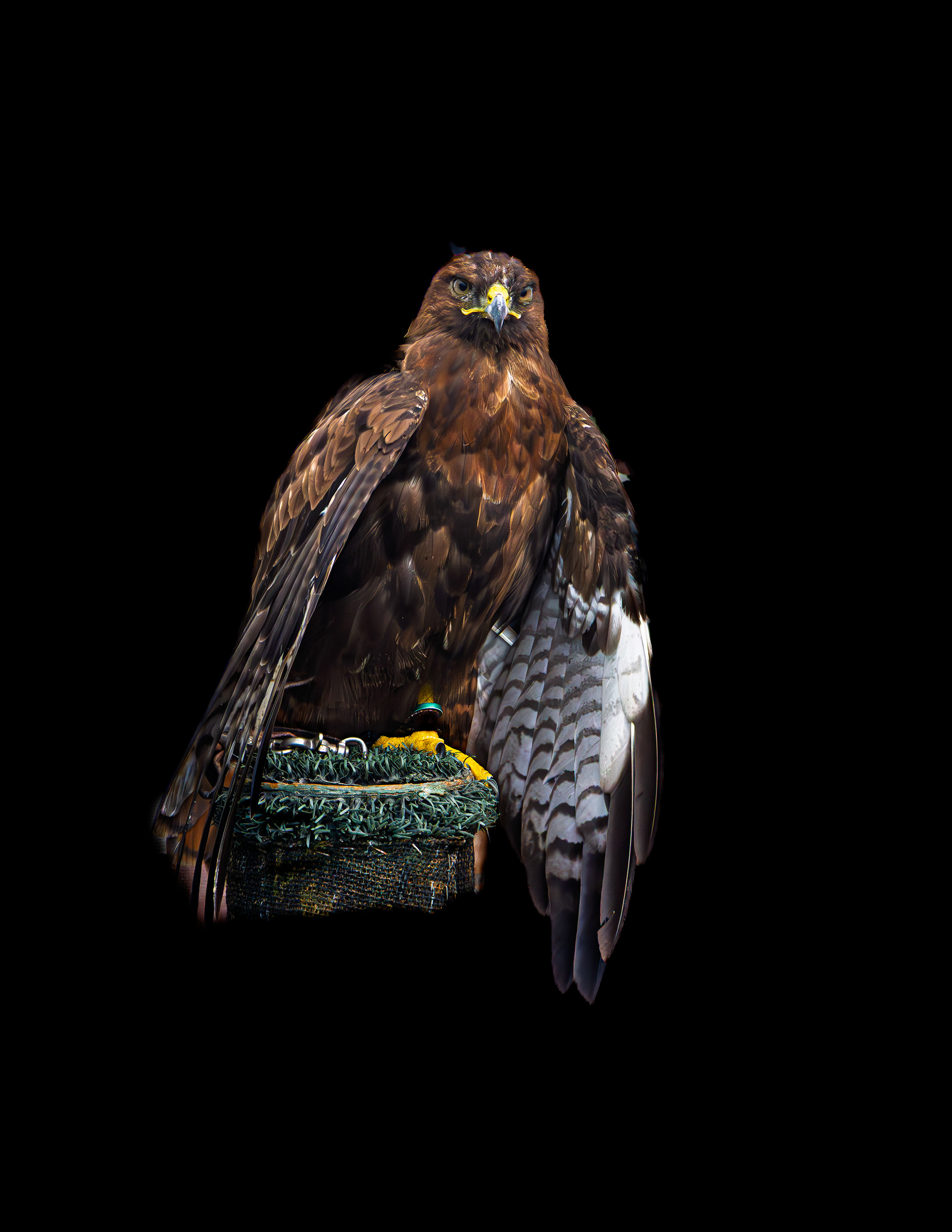 Redtail Hawk No1