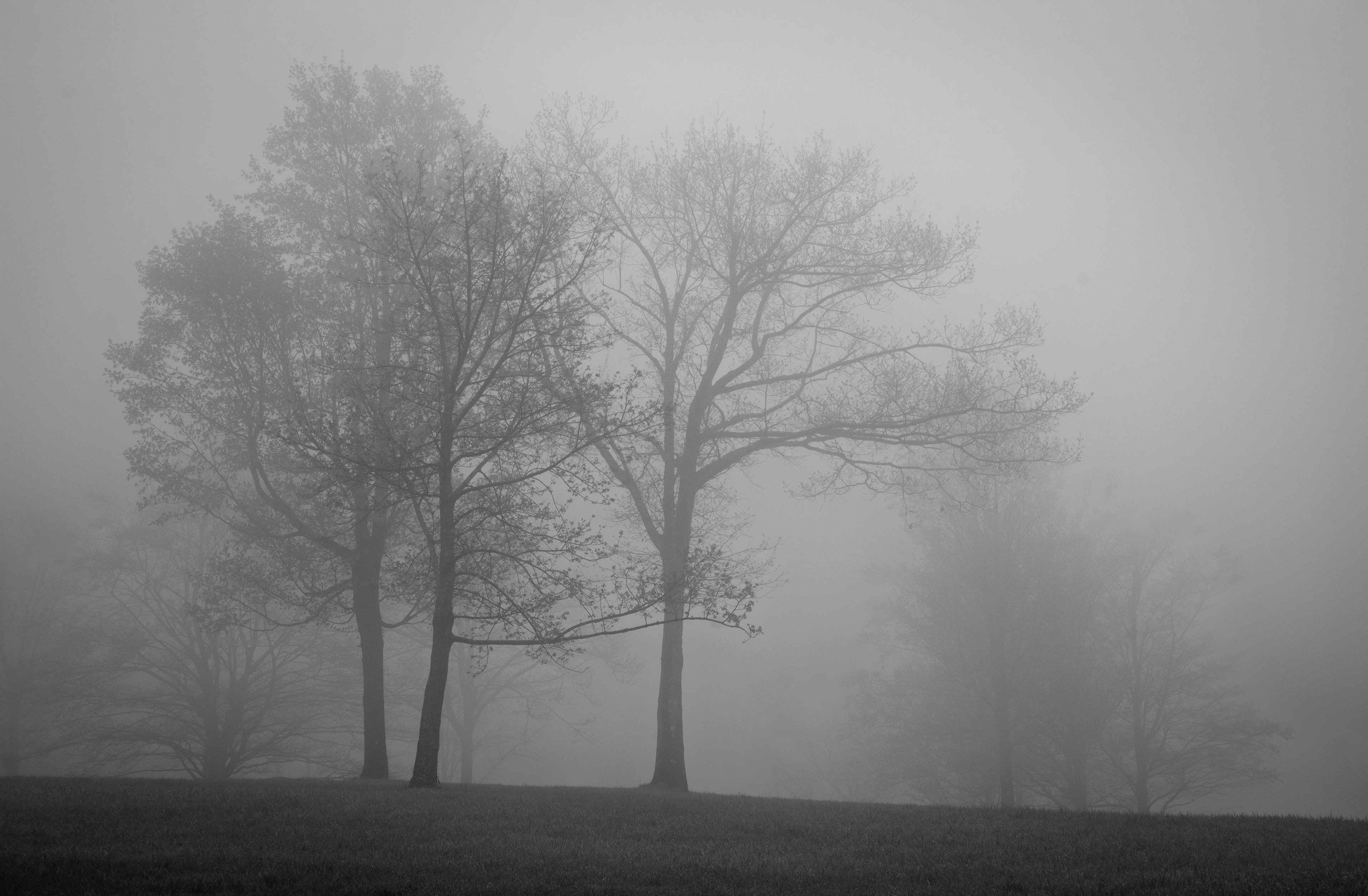 Trees in the Mist at Frisky Hill No3