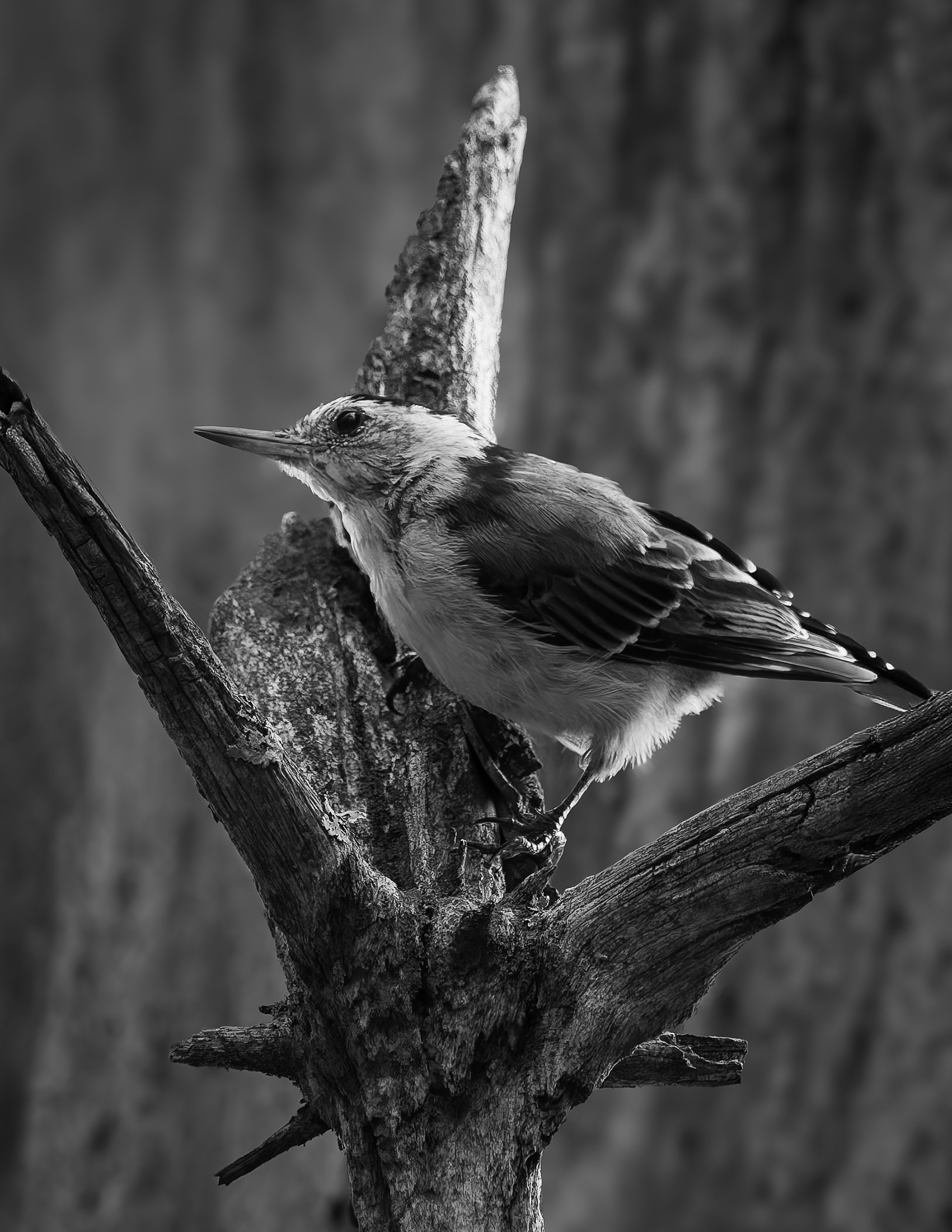 White Breasted Nuthatch - Black & White