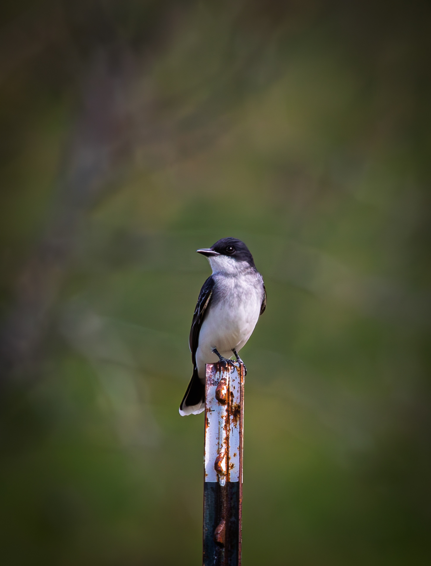 Tree Swallow No1