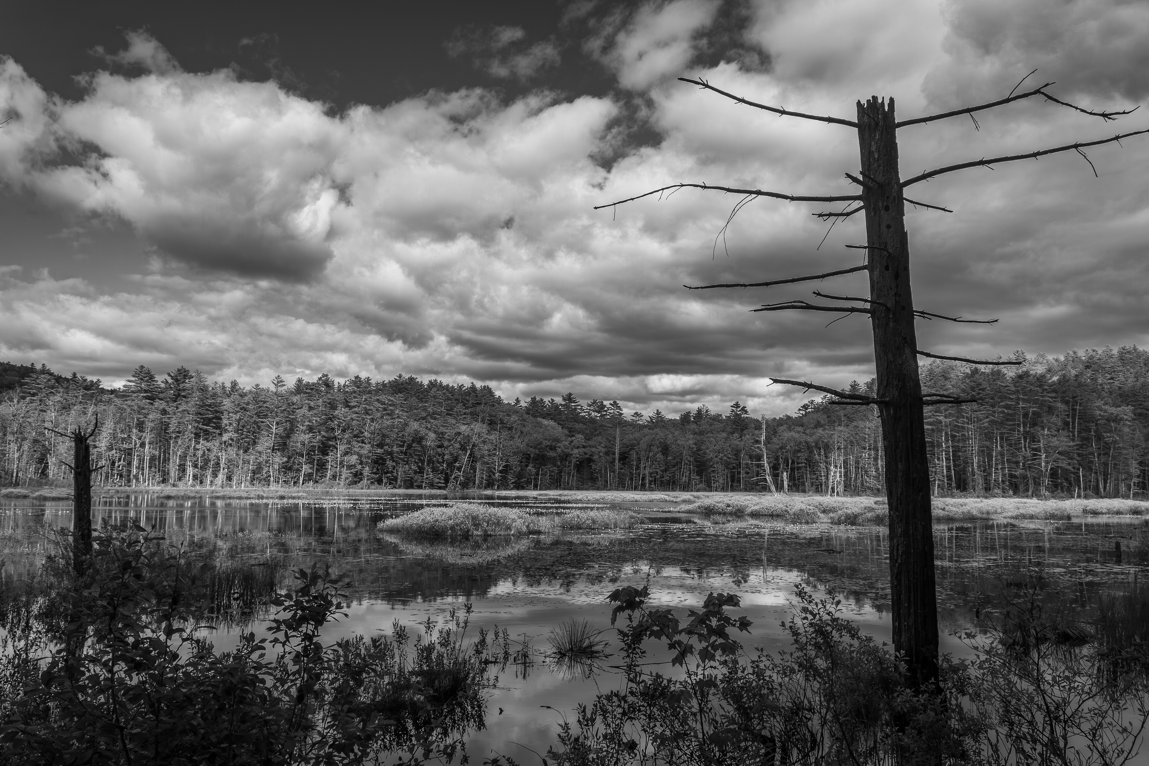 Quincy Bog No1