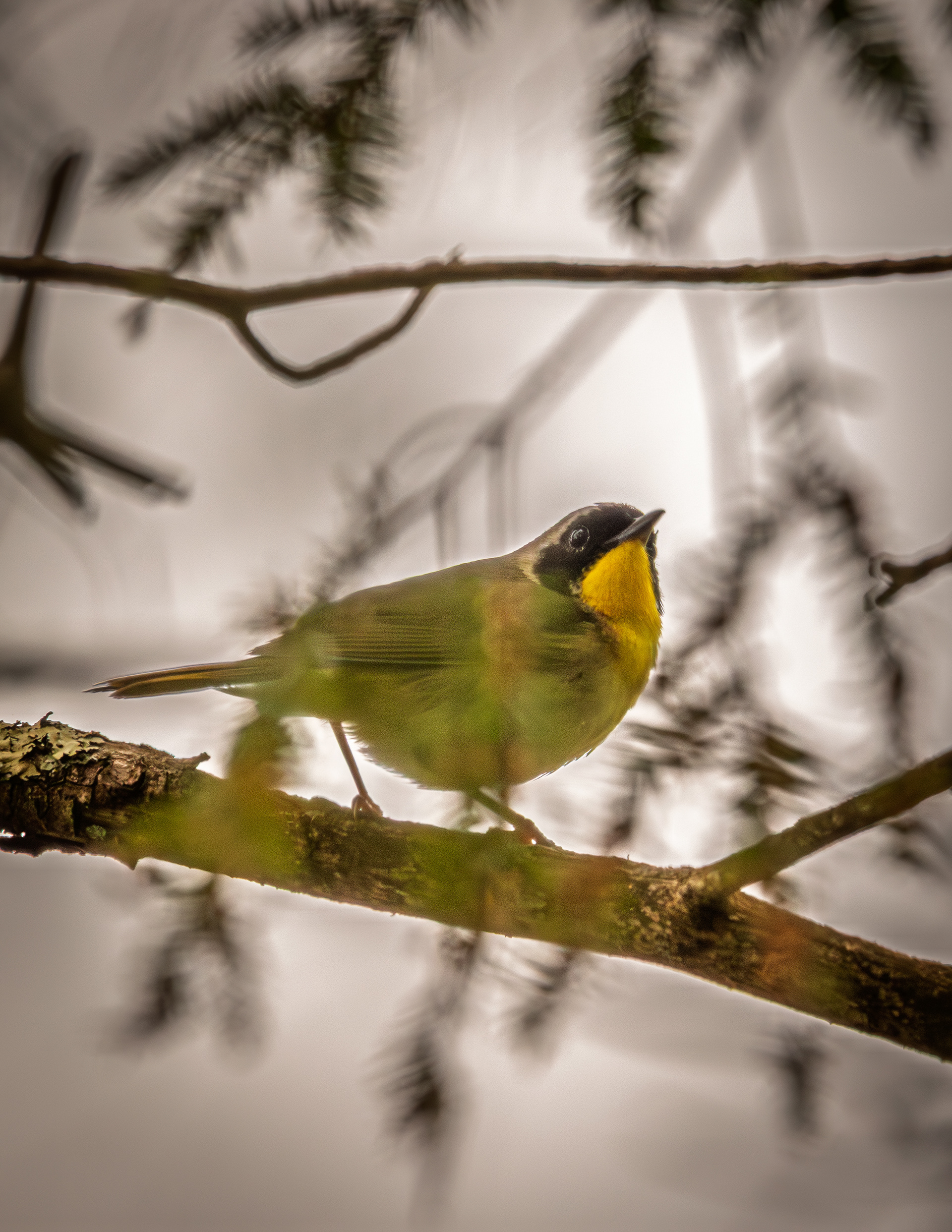 Common Yellowthroat