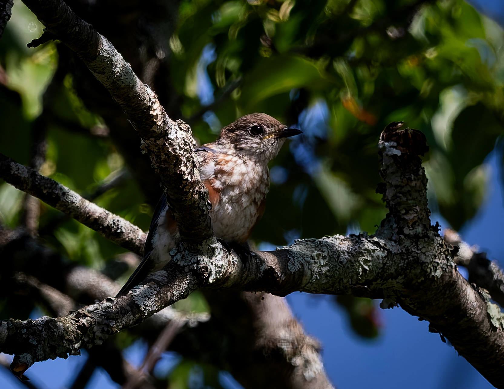 Juvenile Eastern Bluebird No1 - August 24, 2026