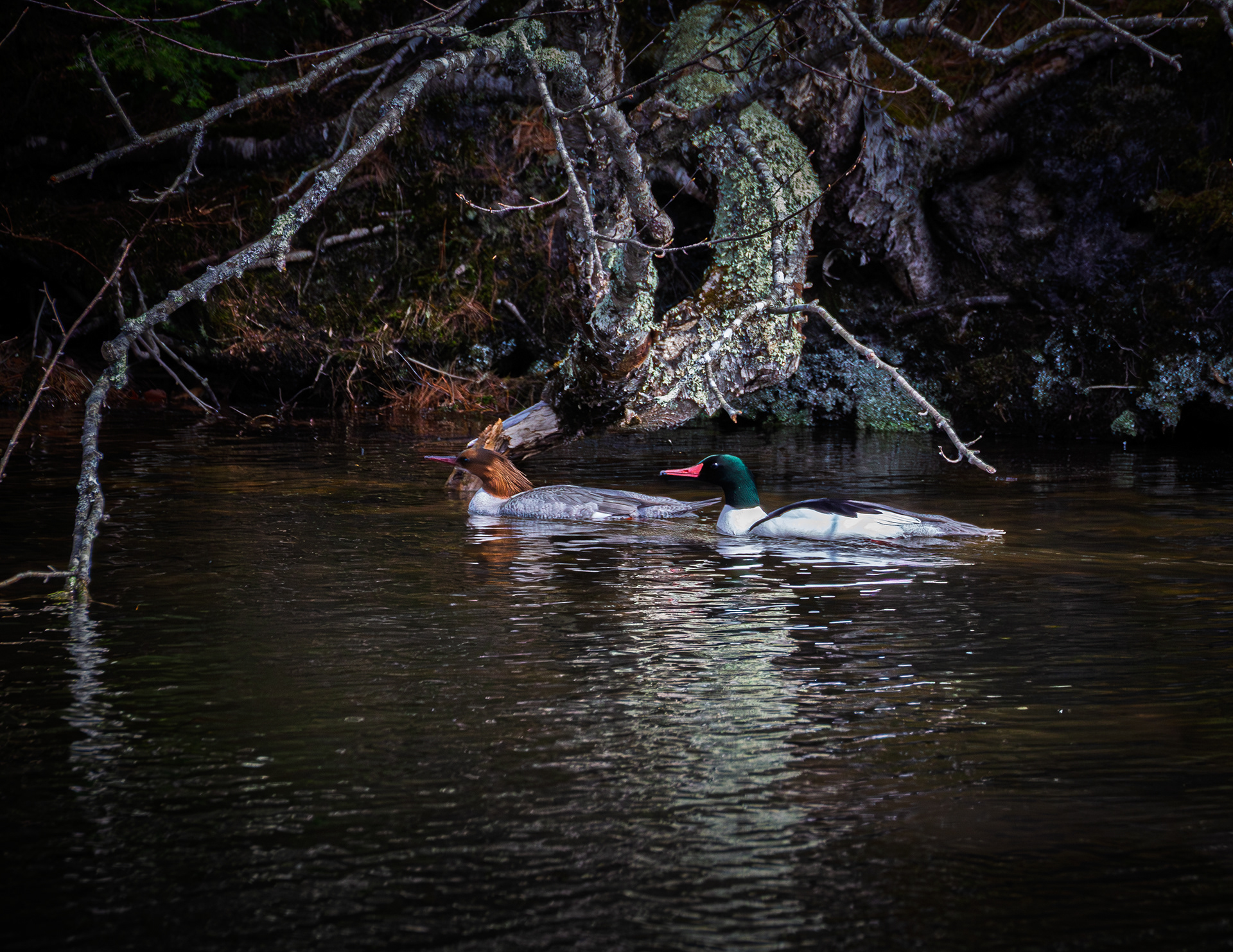 Common Merganser Pair at Grey Rocks No1