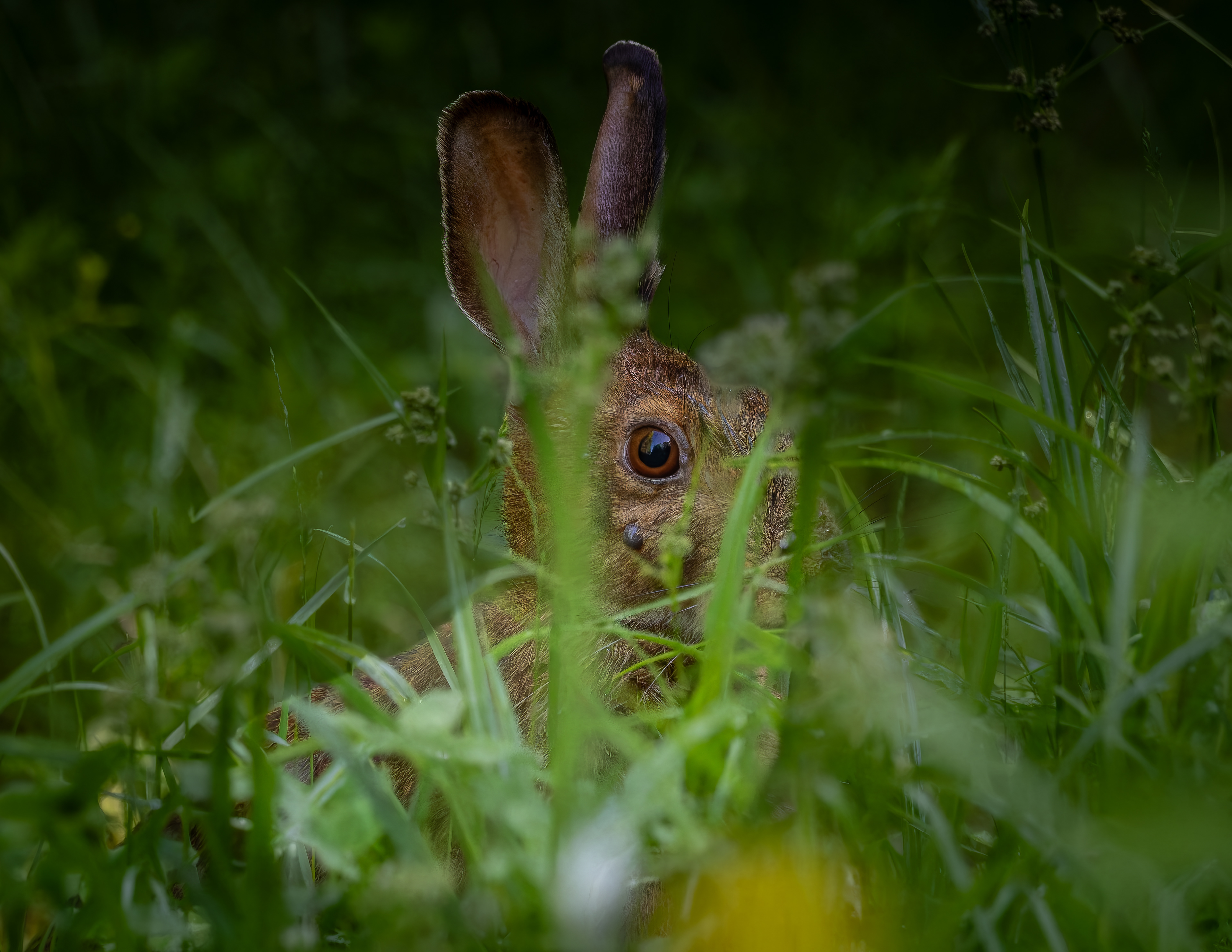 Eastern Cottontail Rabbit - June 22, 2026