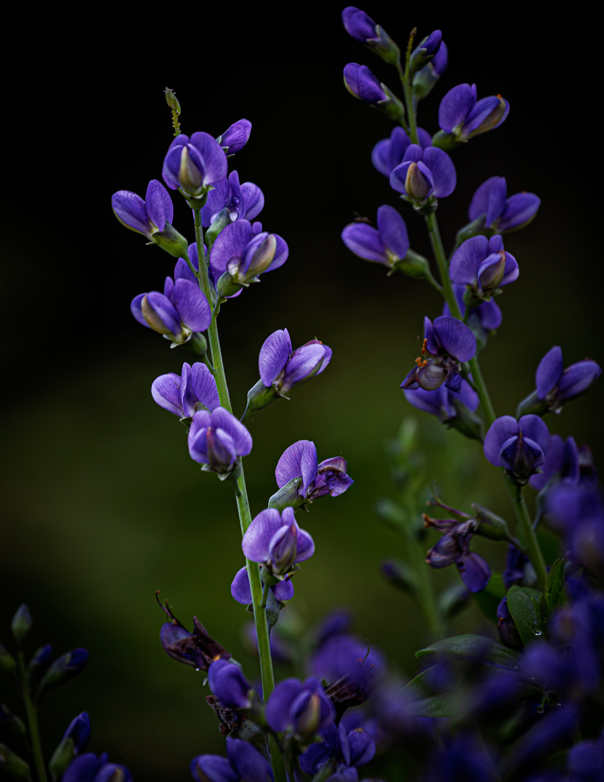 Baptisia