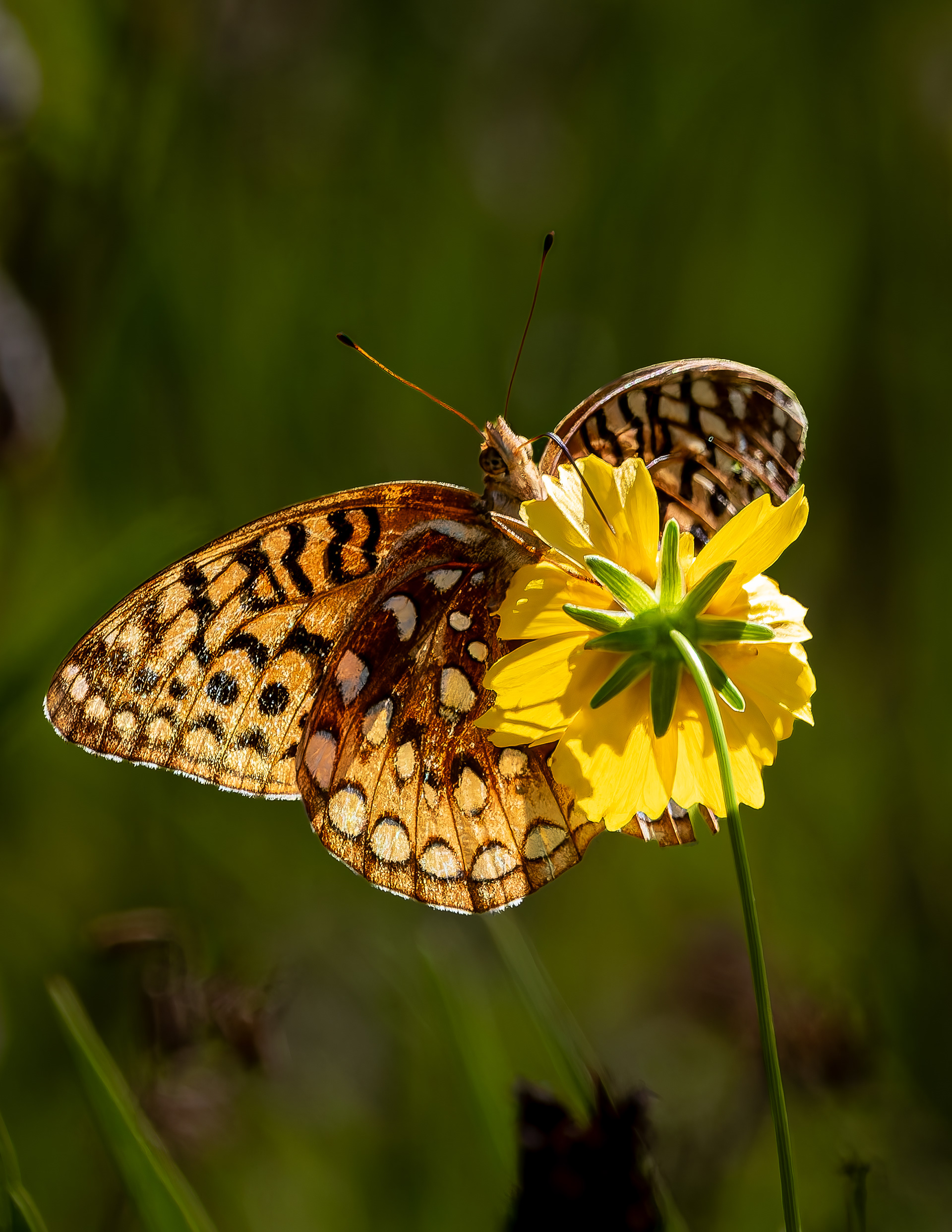 Great Spangled Fritillary No6